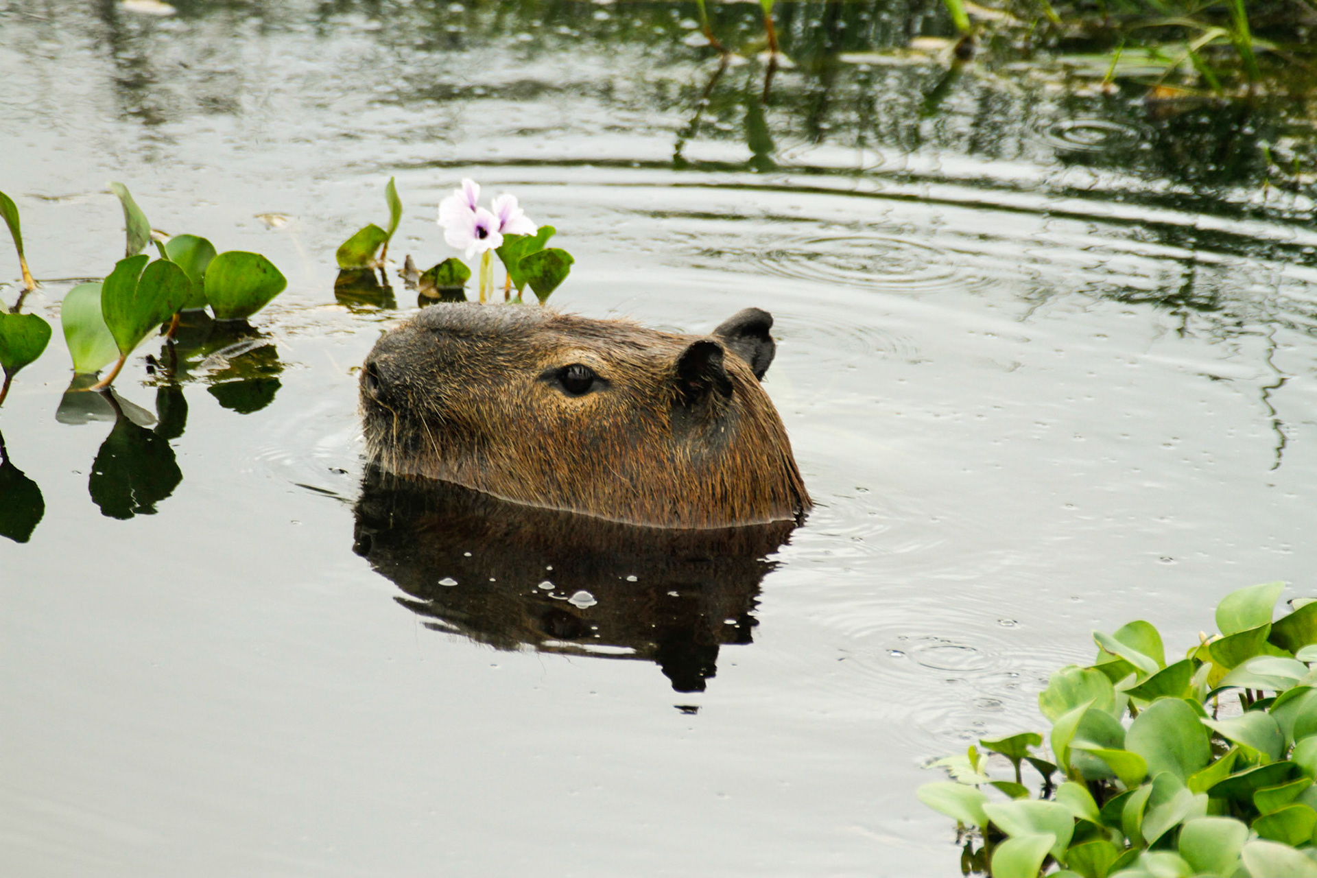 The capybara, which is a large rodent, is the primary grazing animal in the Pantanal. 2011.