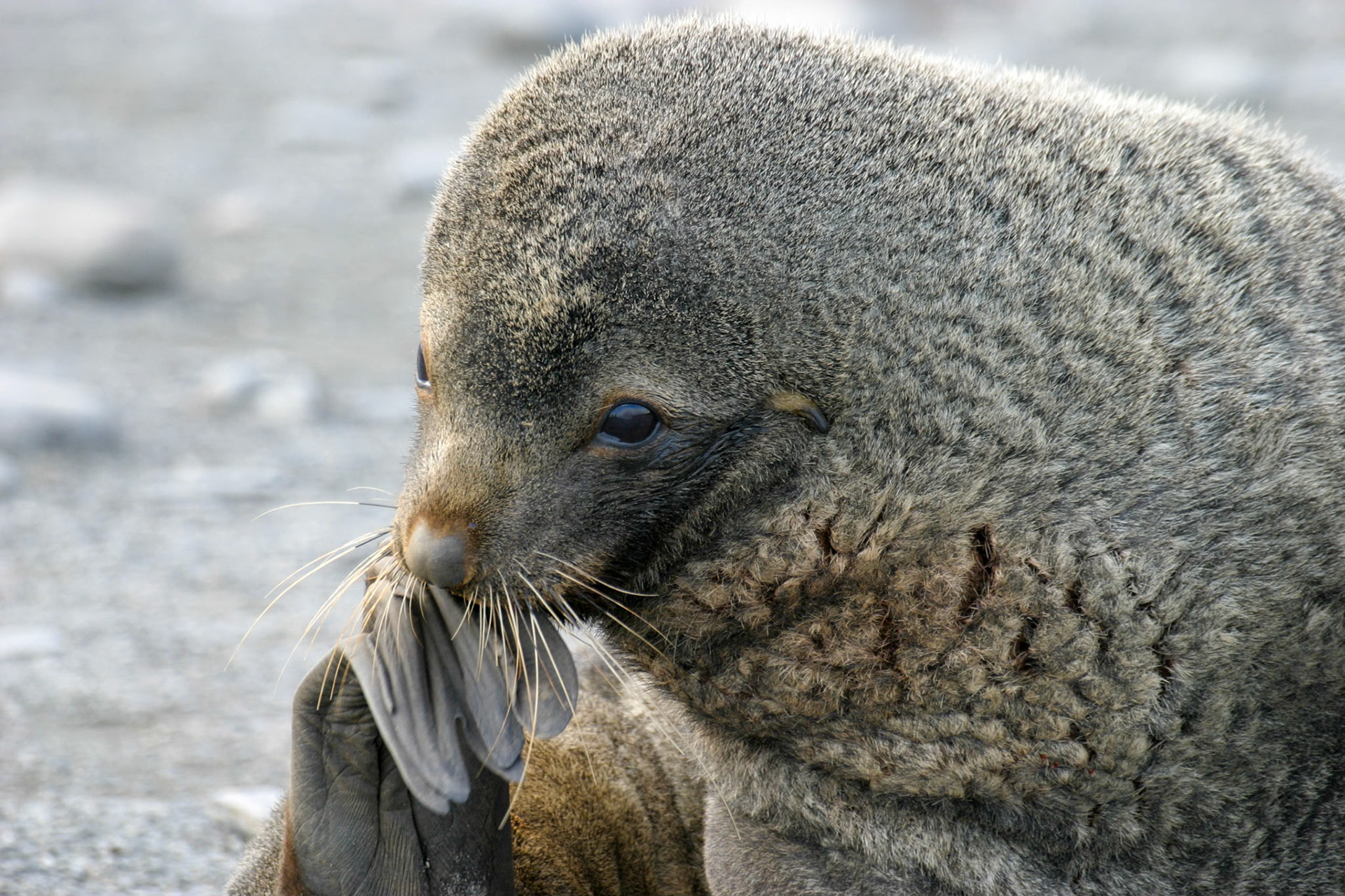 Antarctic Fur Seals, Salisbury Plain, South Georgia