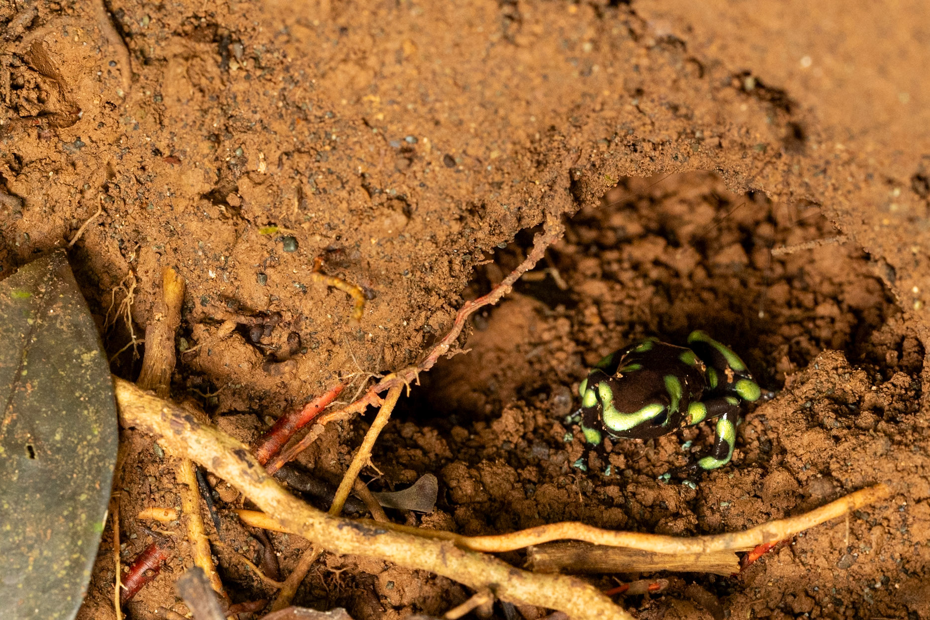 Green and Black Poison Dart Frog.