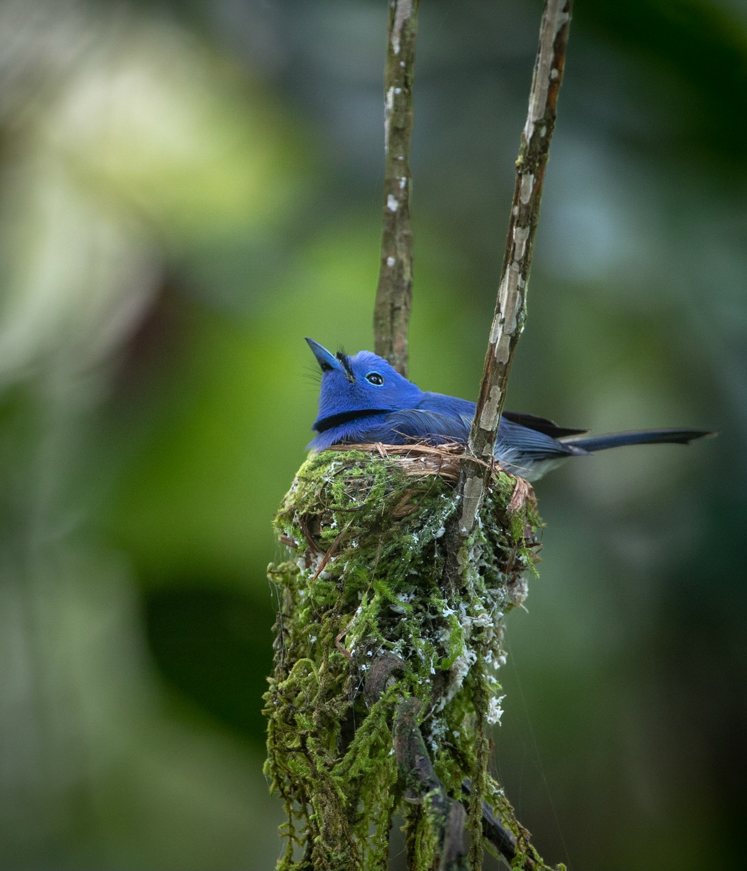 Black-naped Monarch. Danum Valley Conservation Area.