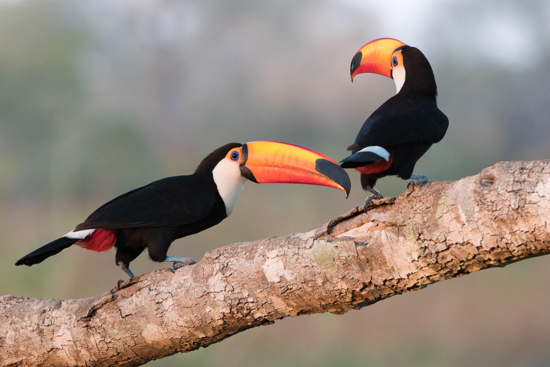 Toco Toucans in the Pantanal, Brazil. 2016.