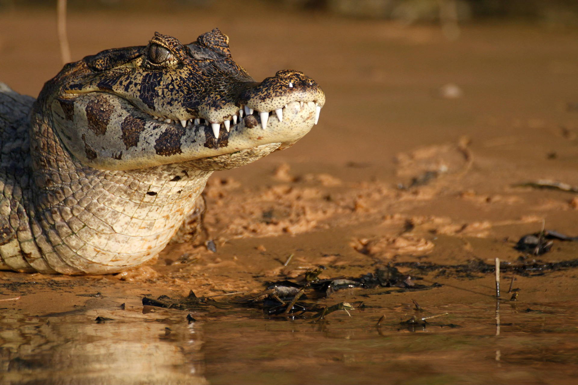 Caiman on the banks of the Pixiam River, Pantanal, Brazil. 2011.
