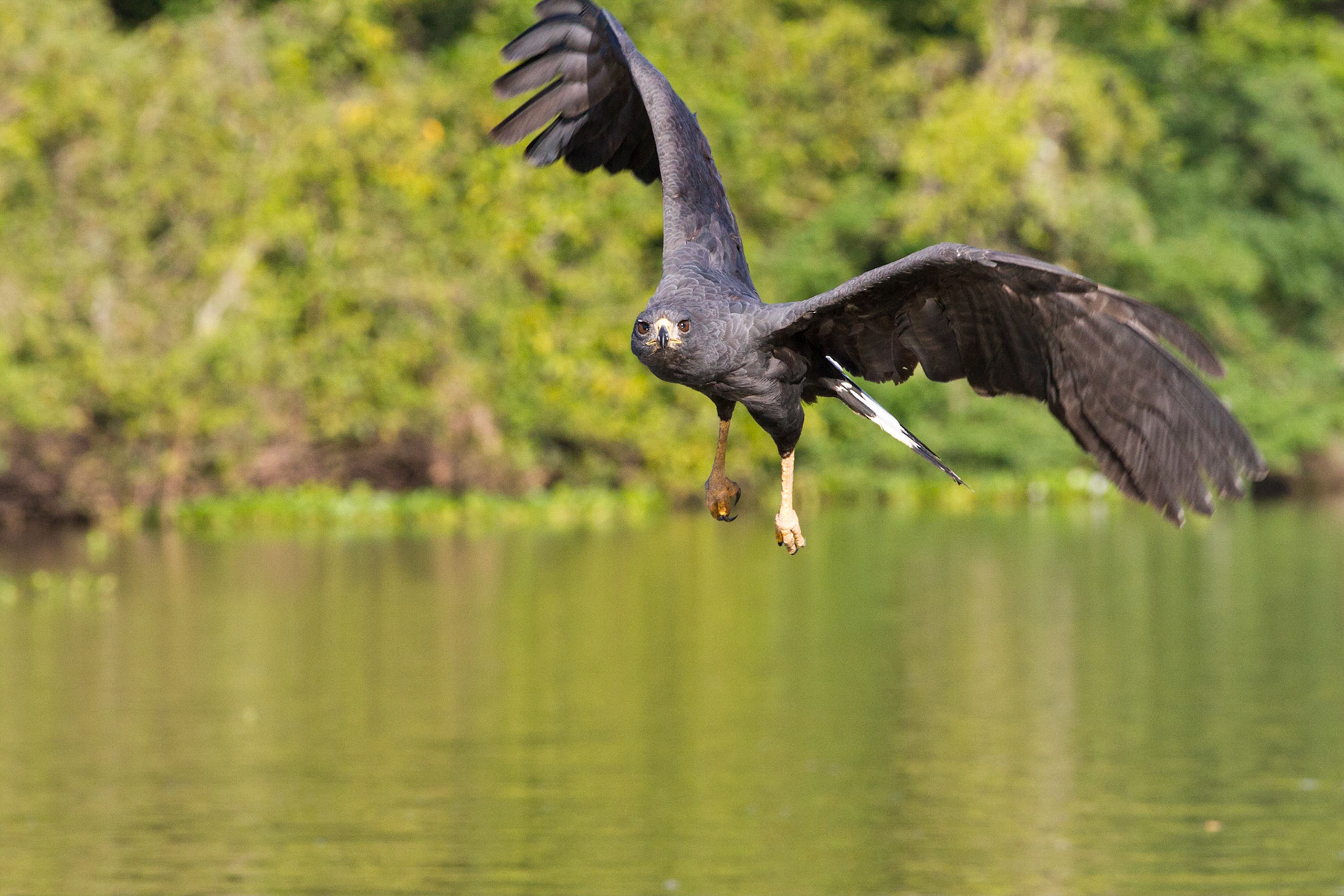 Great Black Hawk looking for a fish. Pantanal, Brazil. 2016.