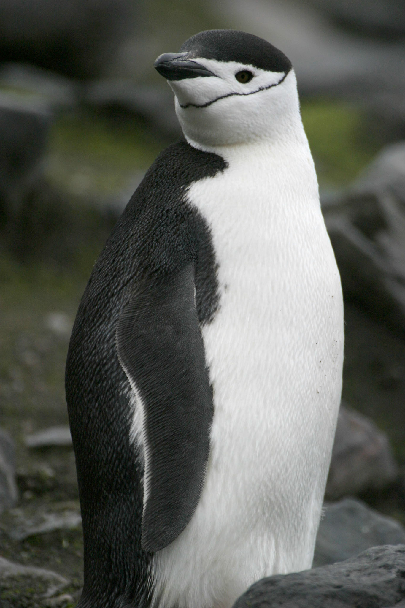 Chinstrap Penguin, Deception Island