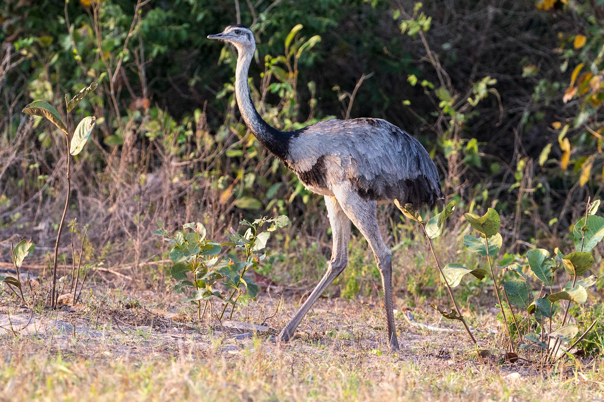 Greater Rhea, Barranco Alto, Brazil. 2016.