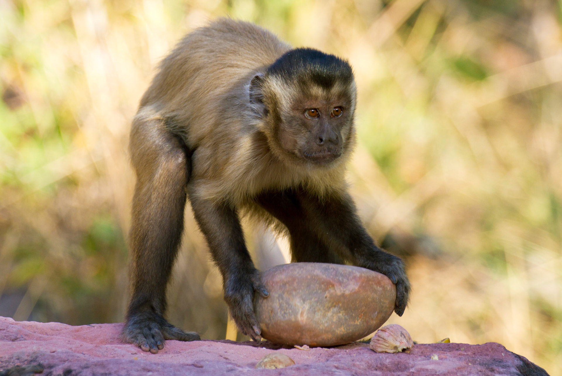This brown capuchin is using a rock to crack the shell of a hard palm nut in the Cerrado biome of Brazil. 2011.