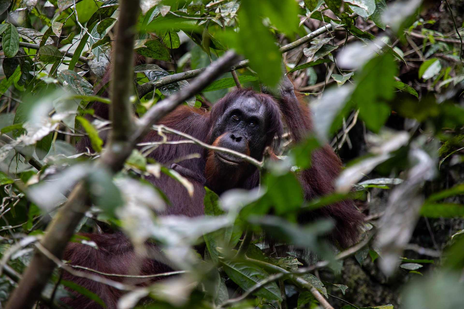 Orangutan, Gomantog Caves Area.
