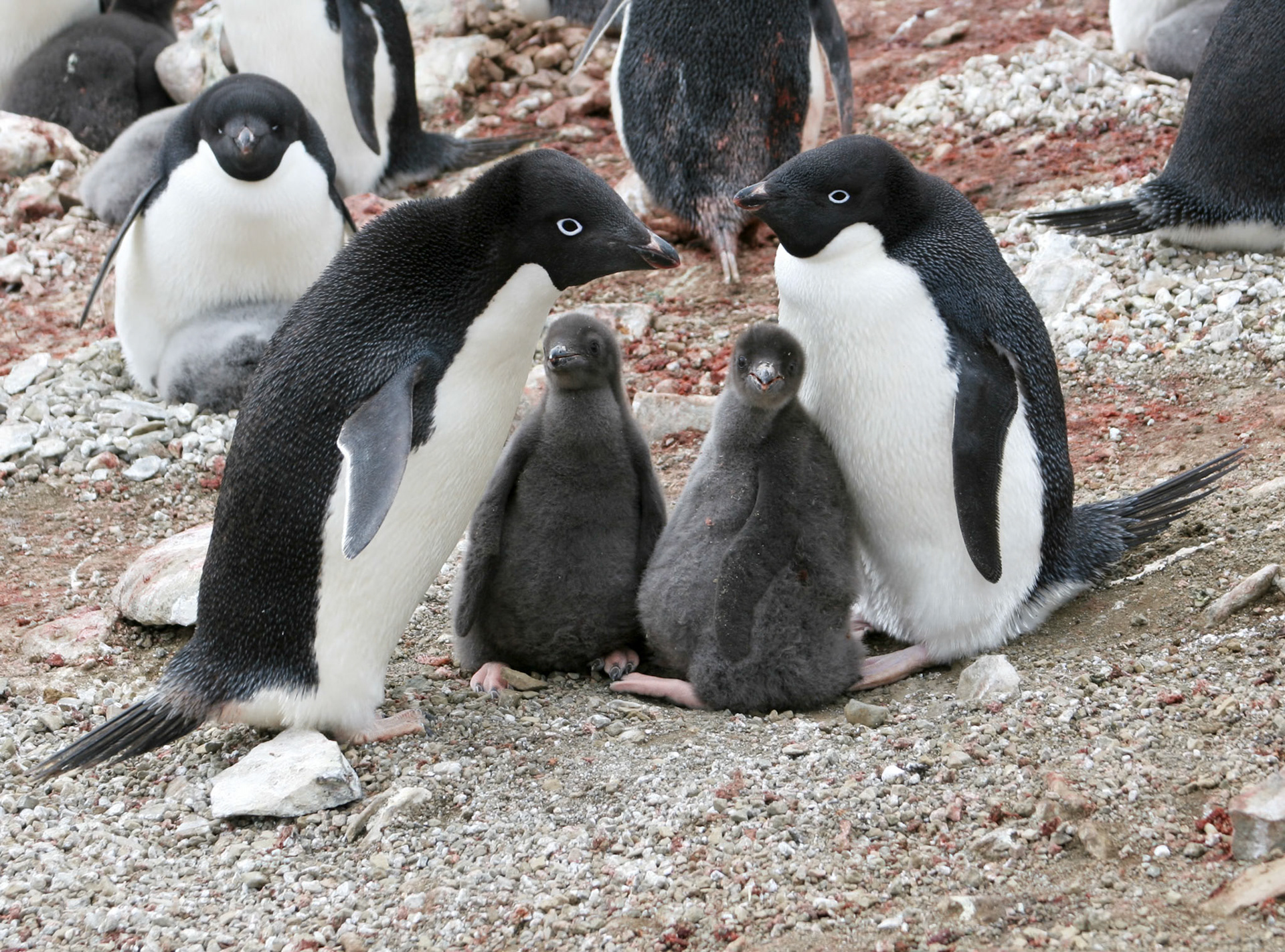 The Antarctic Continent, Portal Point