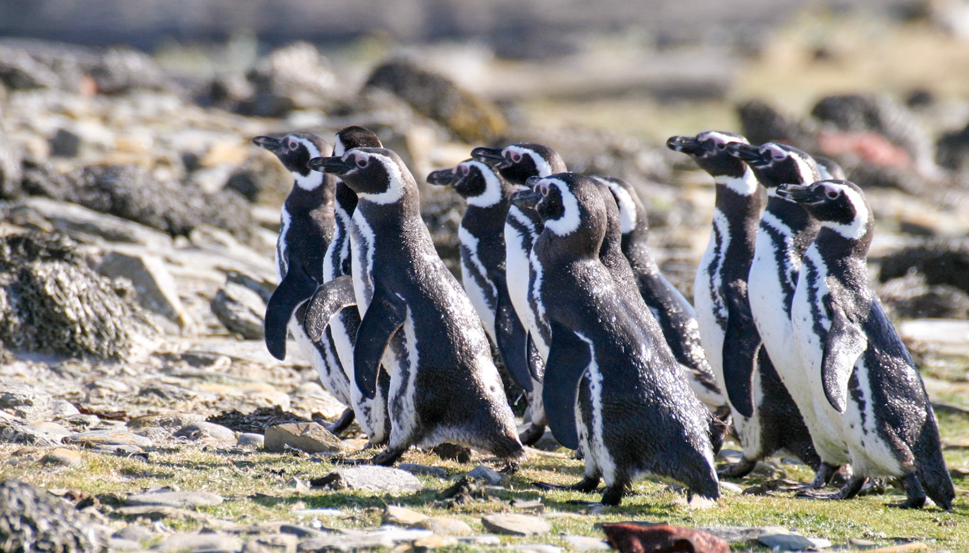 Magellanic Pengiuns, Falkland Islands