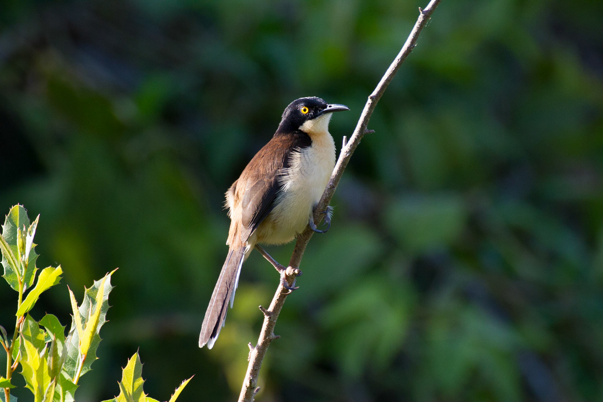 Black-Capped Donacobius. The pantanal, Brazil. 2011.