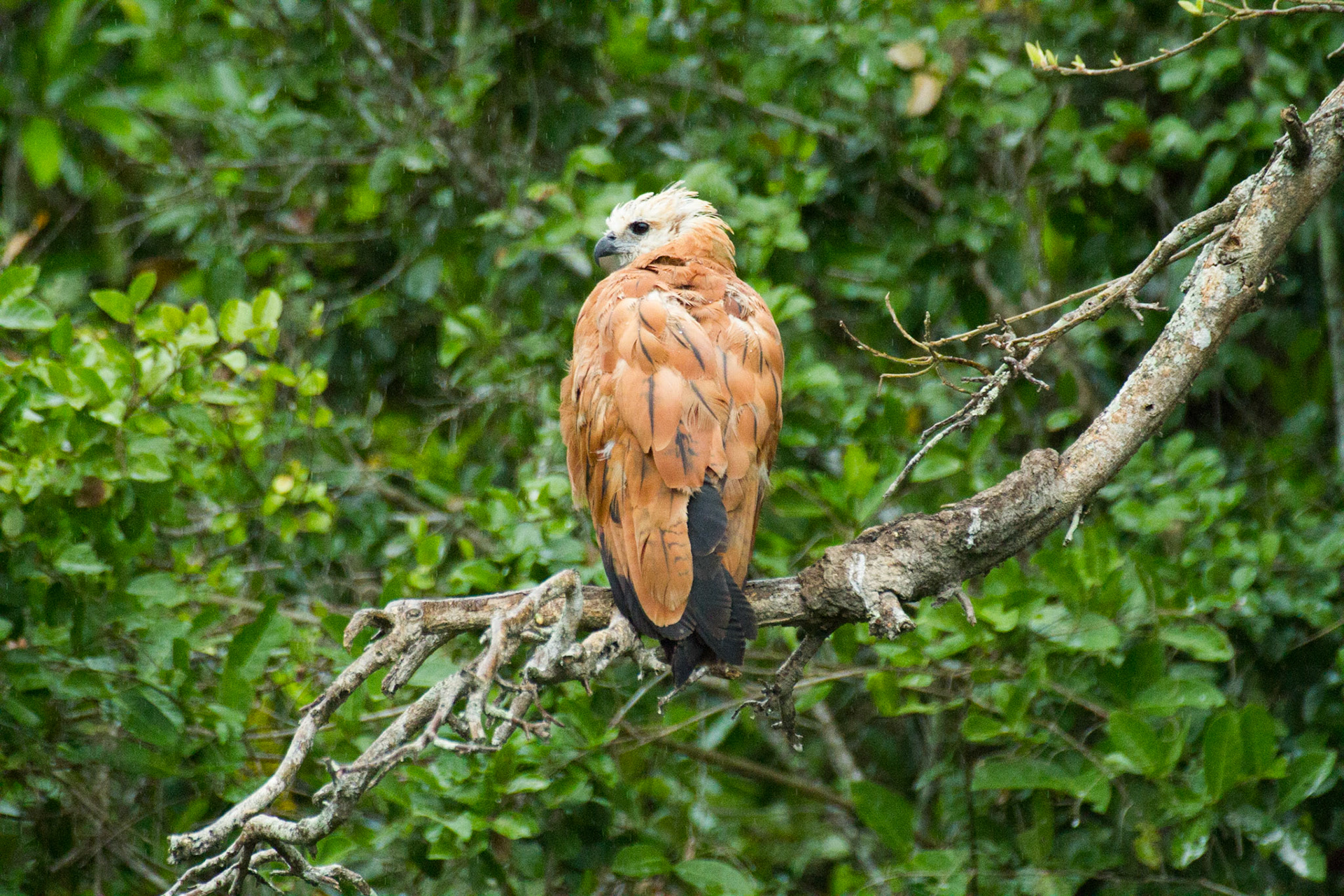 Black-Collared Hawk, Piquiri river, Pantanal, Brazil. 2011.