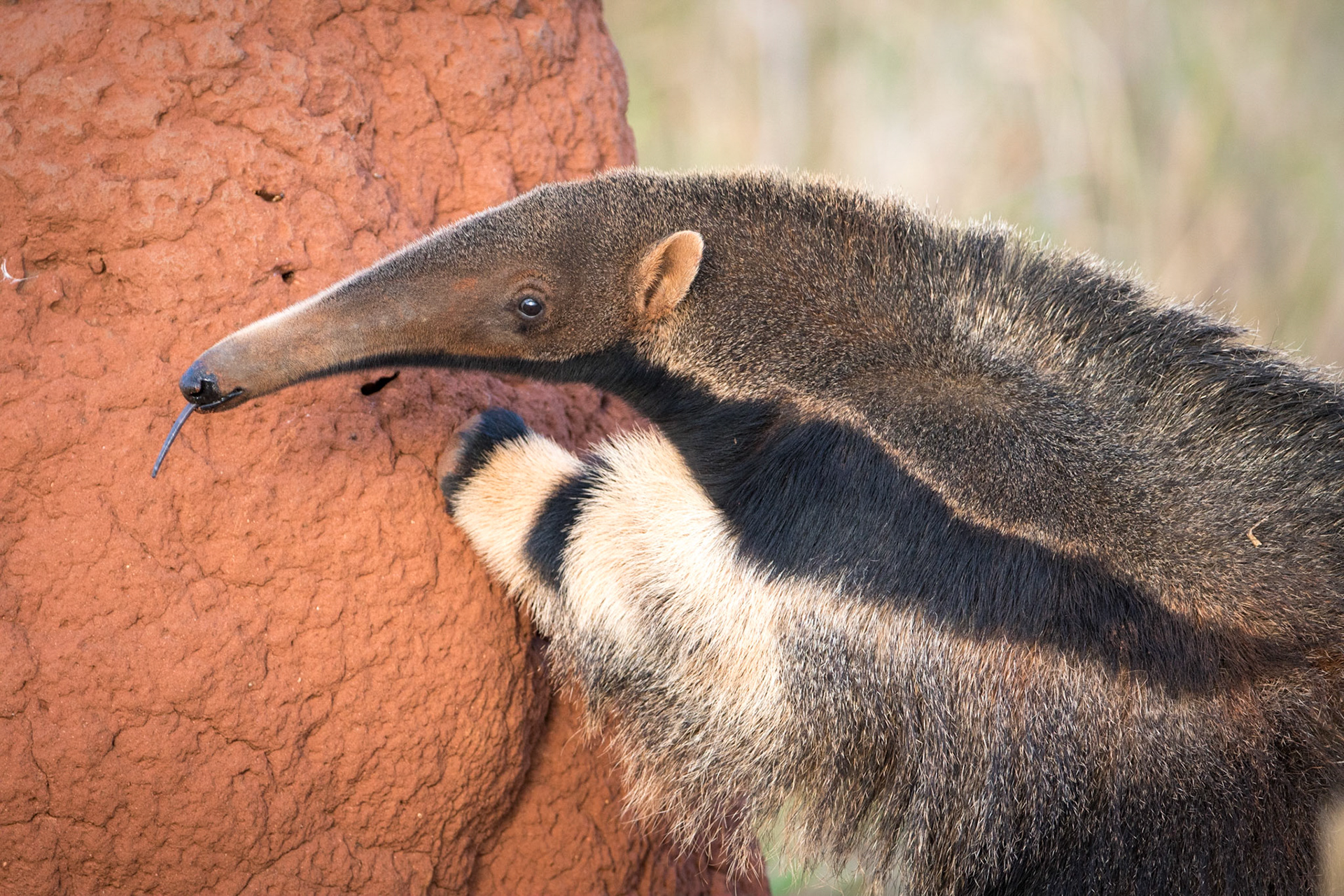 Giant anteater feeding on termites in a termite mound. Southern Pantanal, Mato Grosso Do Sul, Brazil. 2016.