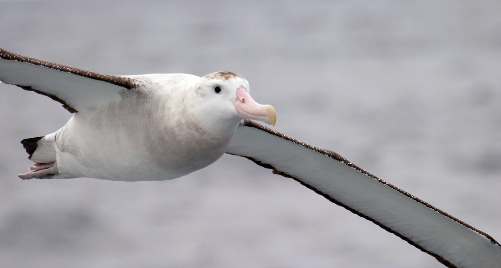 Wandering Albatross