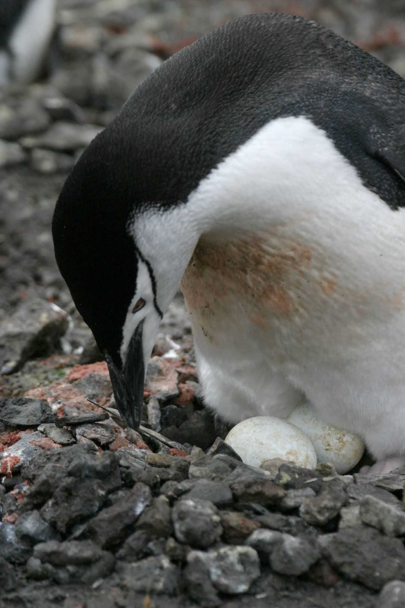 Chinstrap Penguin, Deception Island