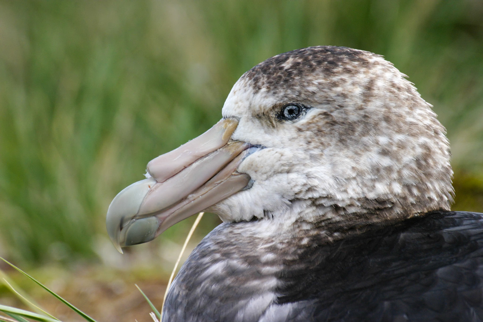 Southern Giant Petrel, Prion Isand
