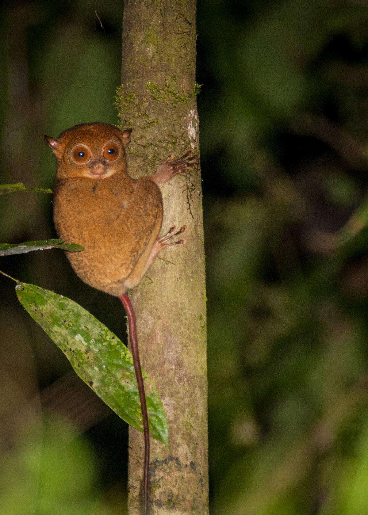 The western tarsier is a primitive nocturnal primate that feeds on beetles, ants, birds, and snakes. It has a very long tarsal (ankle) bone that is adapted for leaping.