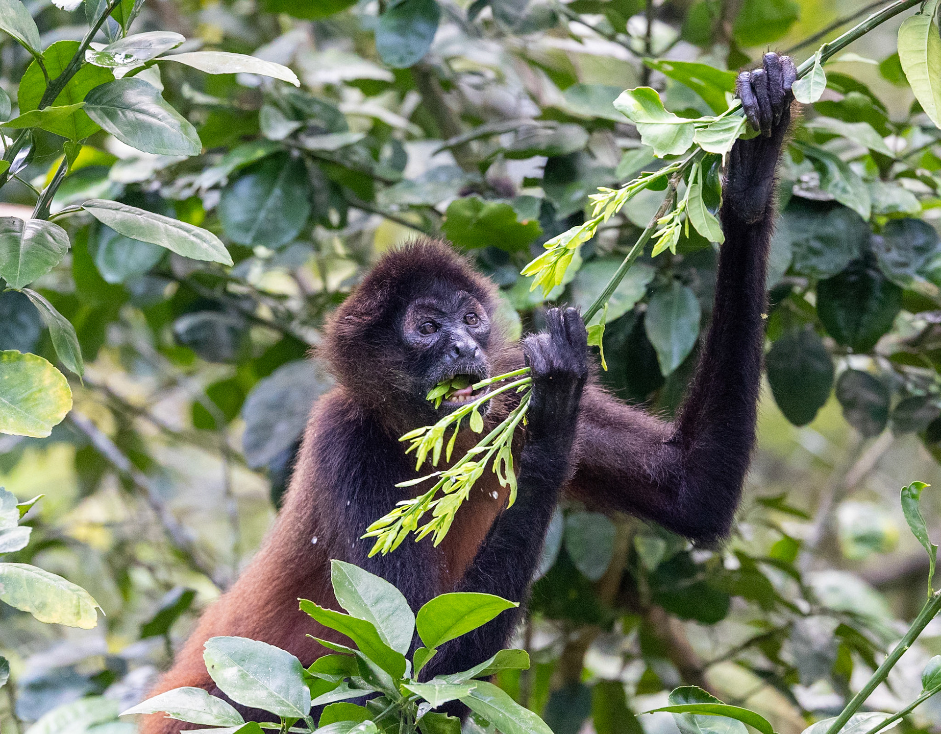 Geoffroy's Spider Monkey.