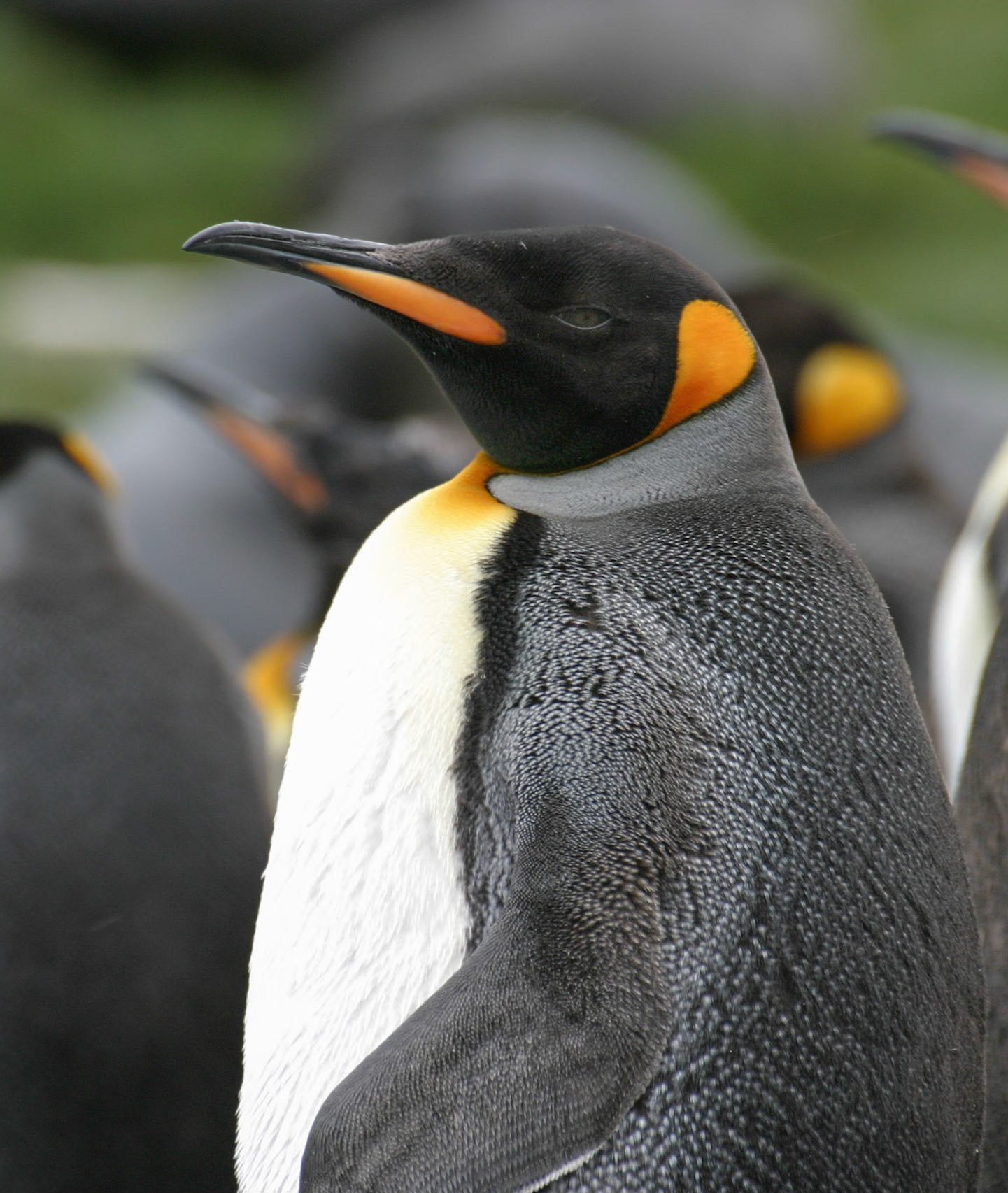 King Pengiun, Gryviken, South Georgia