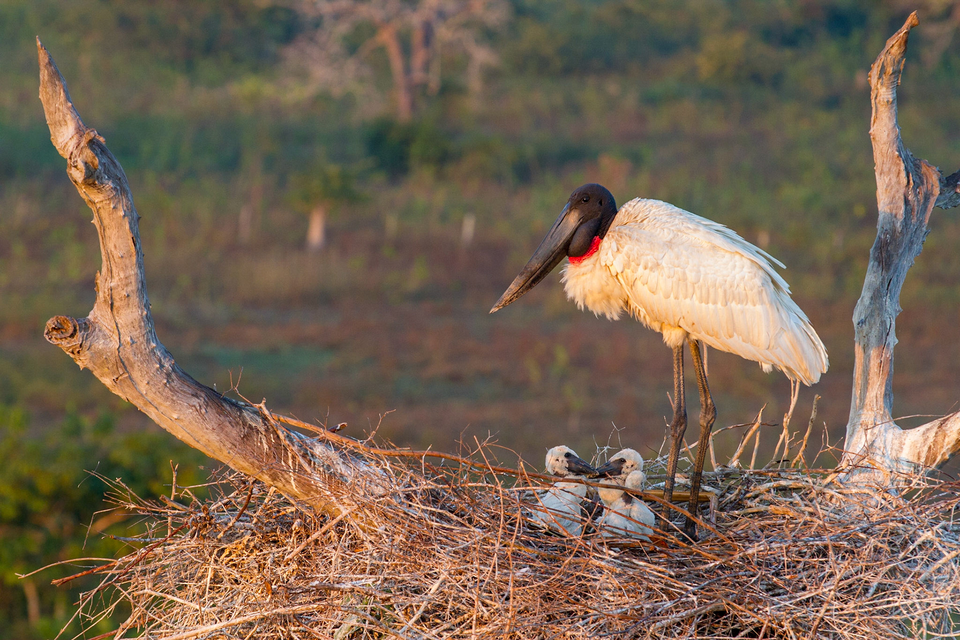 Jabirus at nest. The Pantanal, Brazil. 2016.