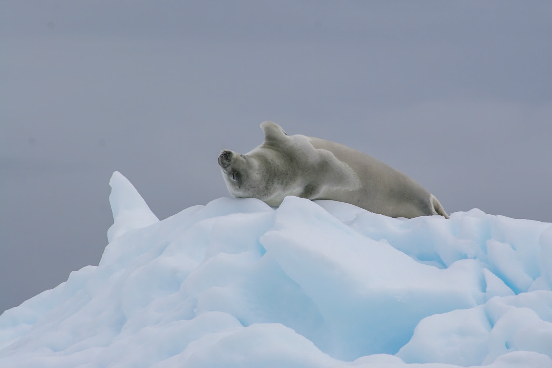 Crabeater Seal, Cuverville Island