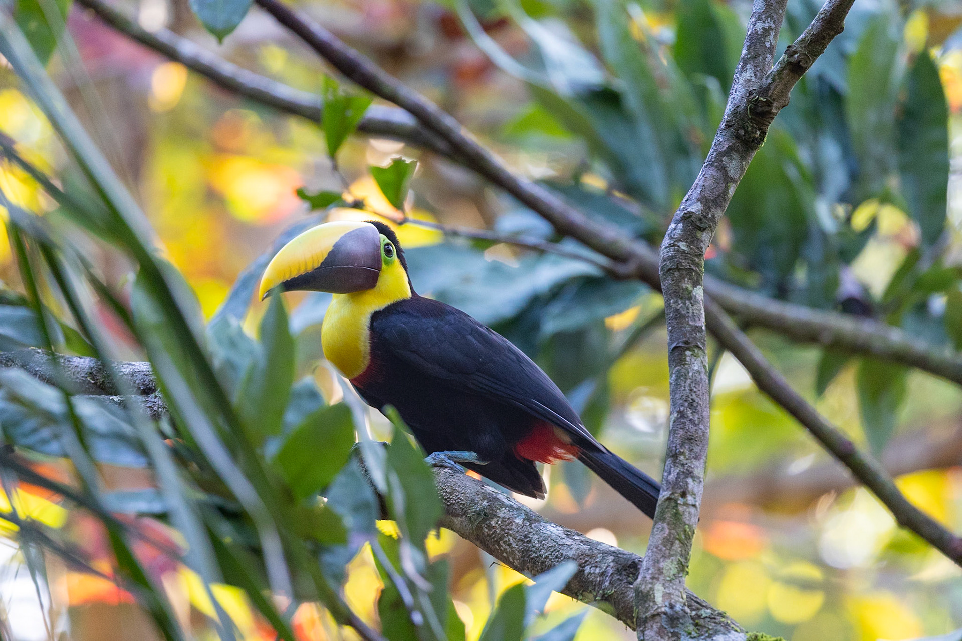 Chestnut Mandibled Toucan.