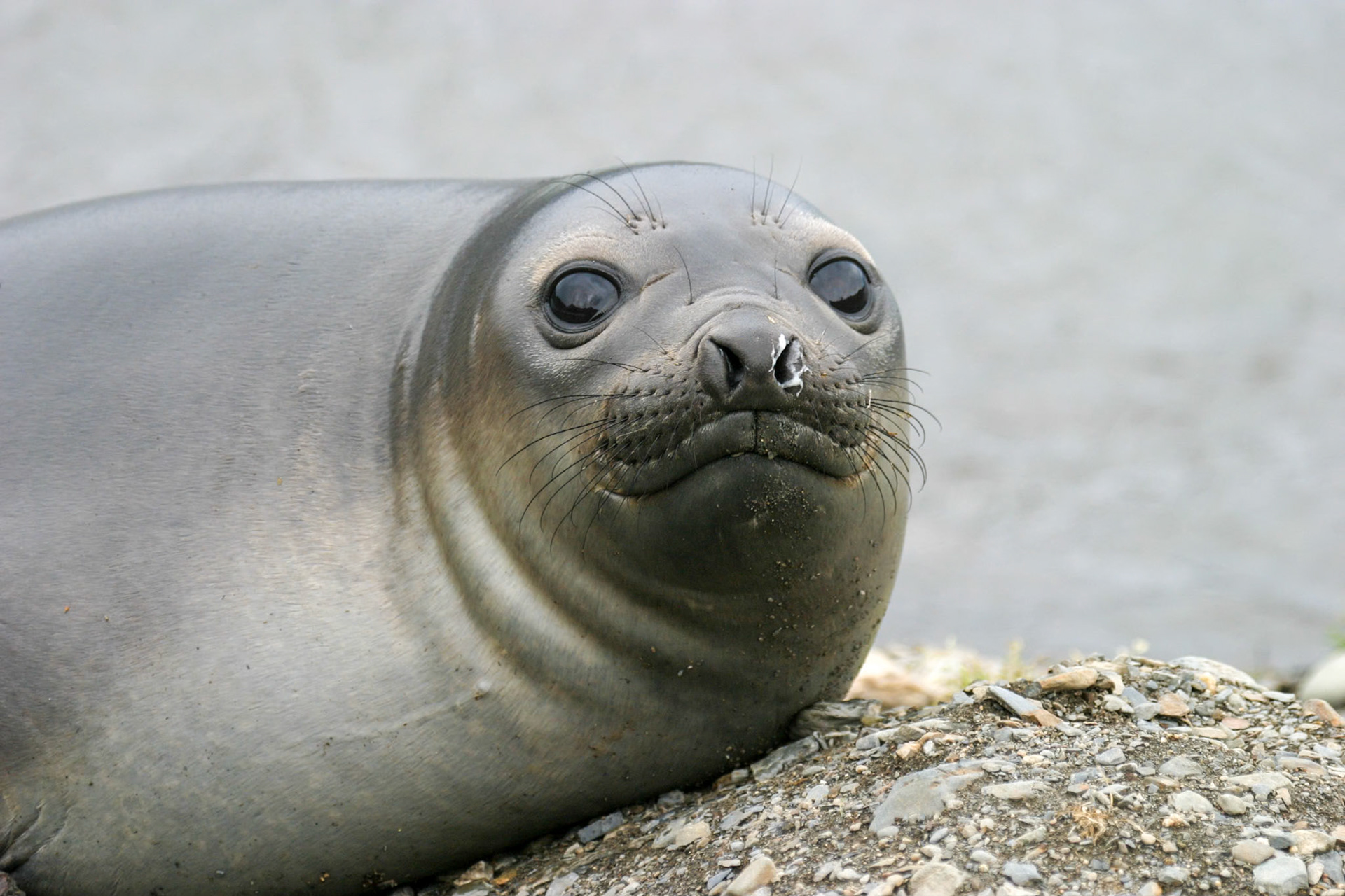 Southern Elephant Seal, Grytviken, South Georgia