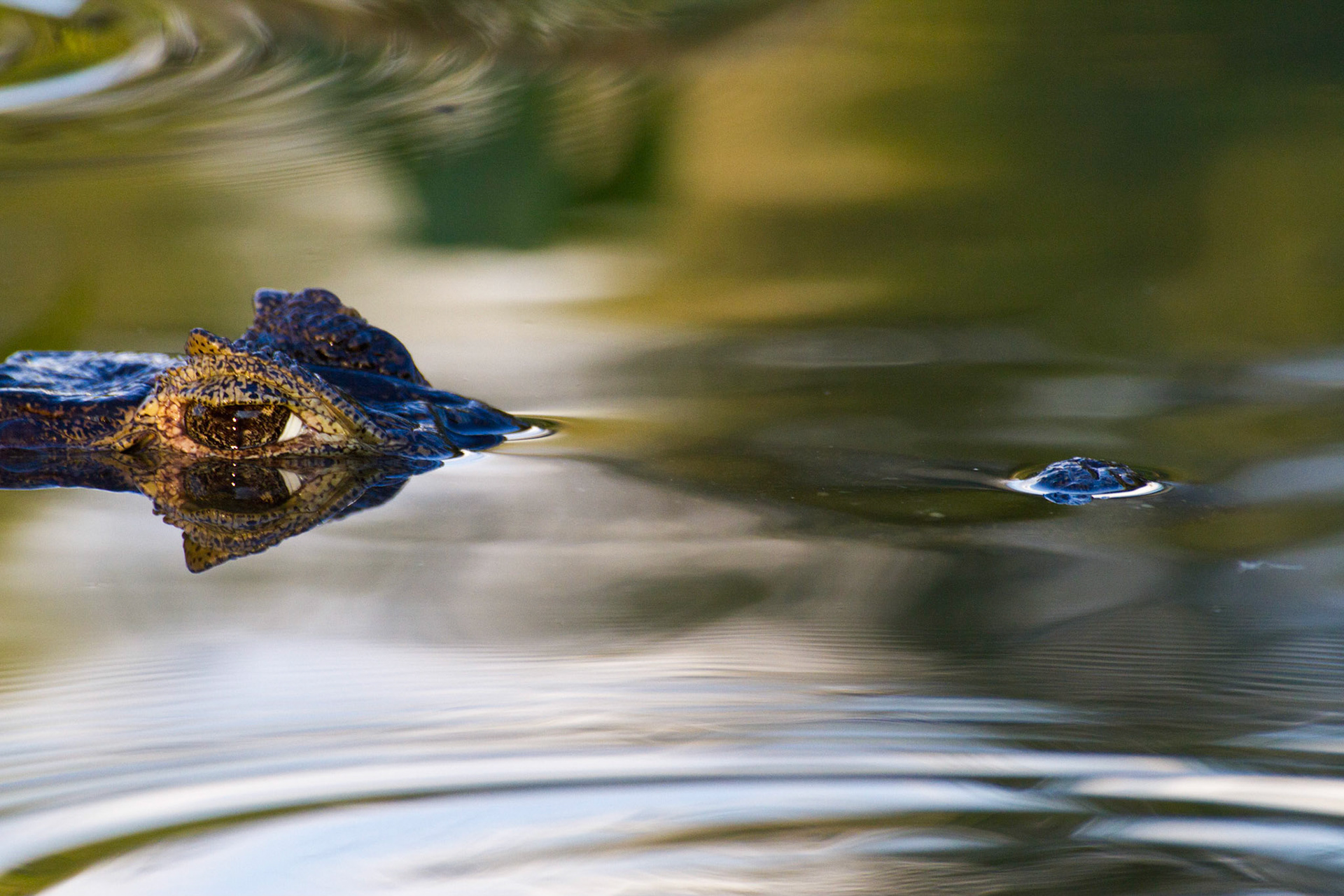 Caiman. The Pantanal, Brazil. 2011.