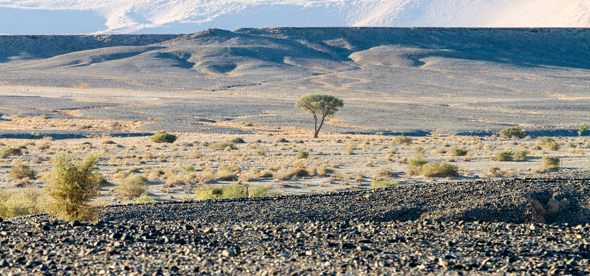 The Namib Desert of southwest Africa, Kulala Wilderness Reserve, Namibia.