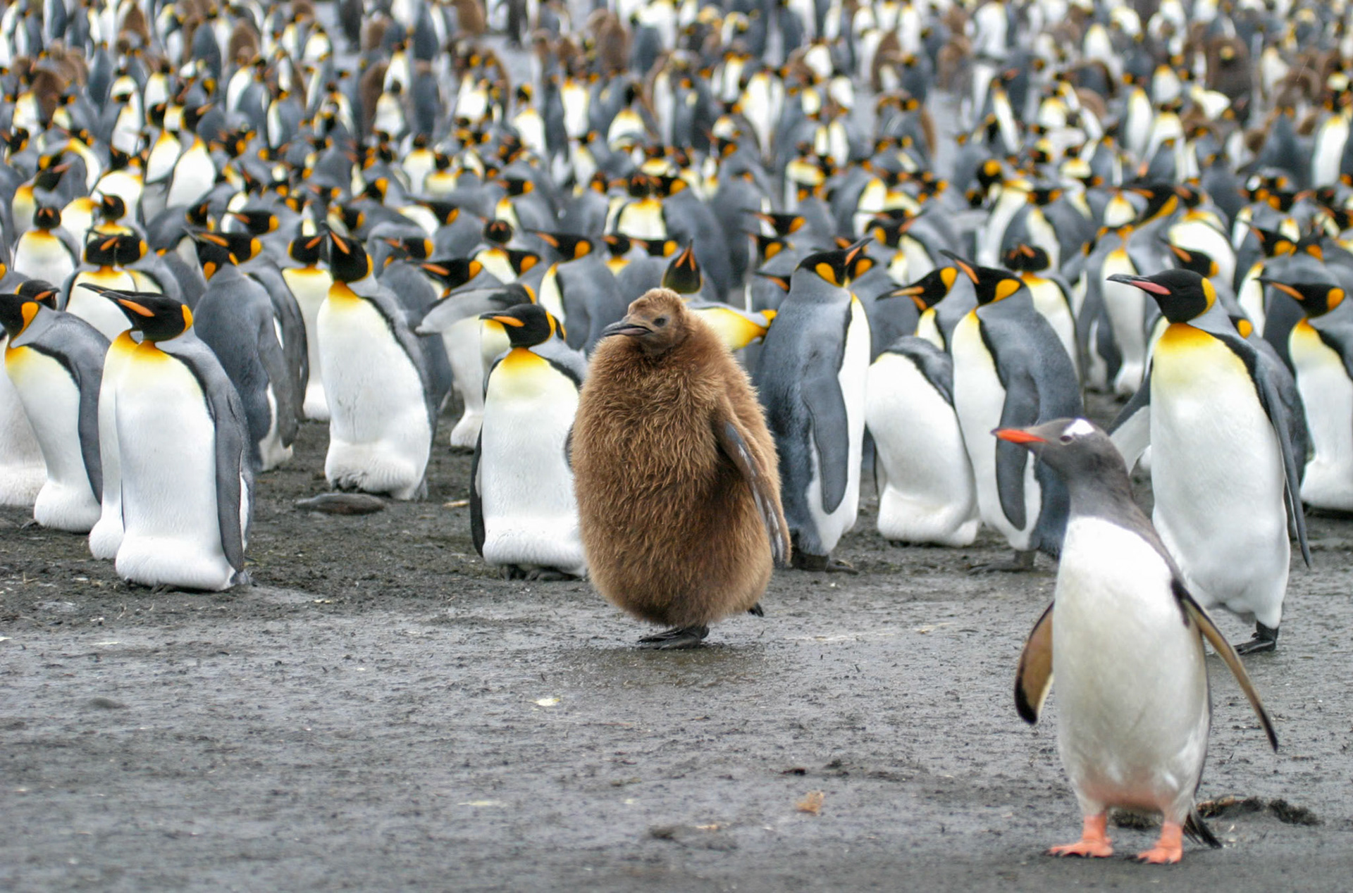 King Penguins, King Penguin Chick, and a Lonely Gentoo Pengiun
