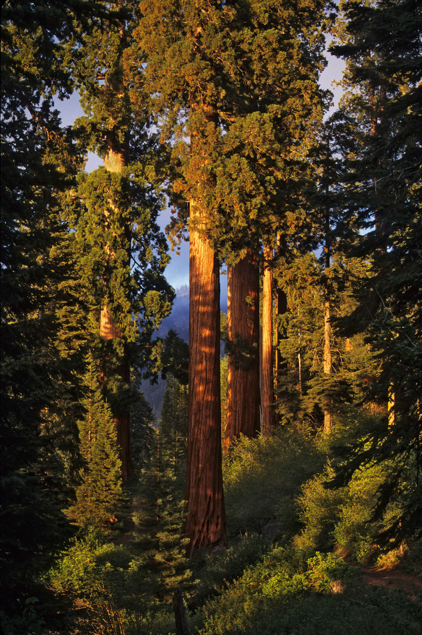 Giant Sequoia