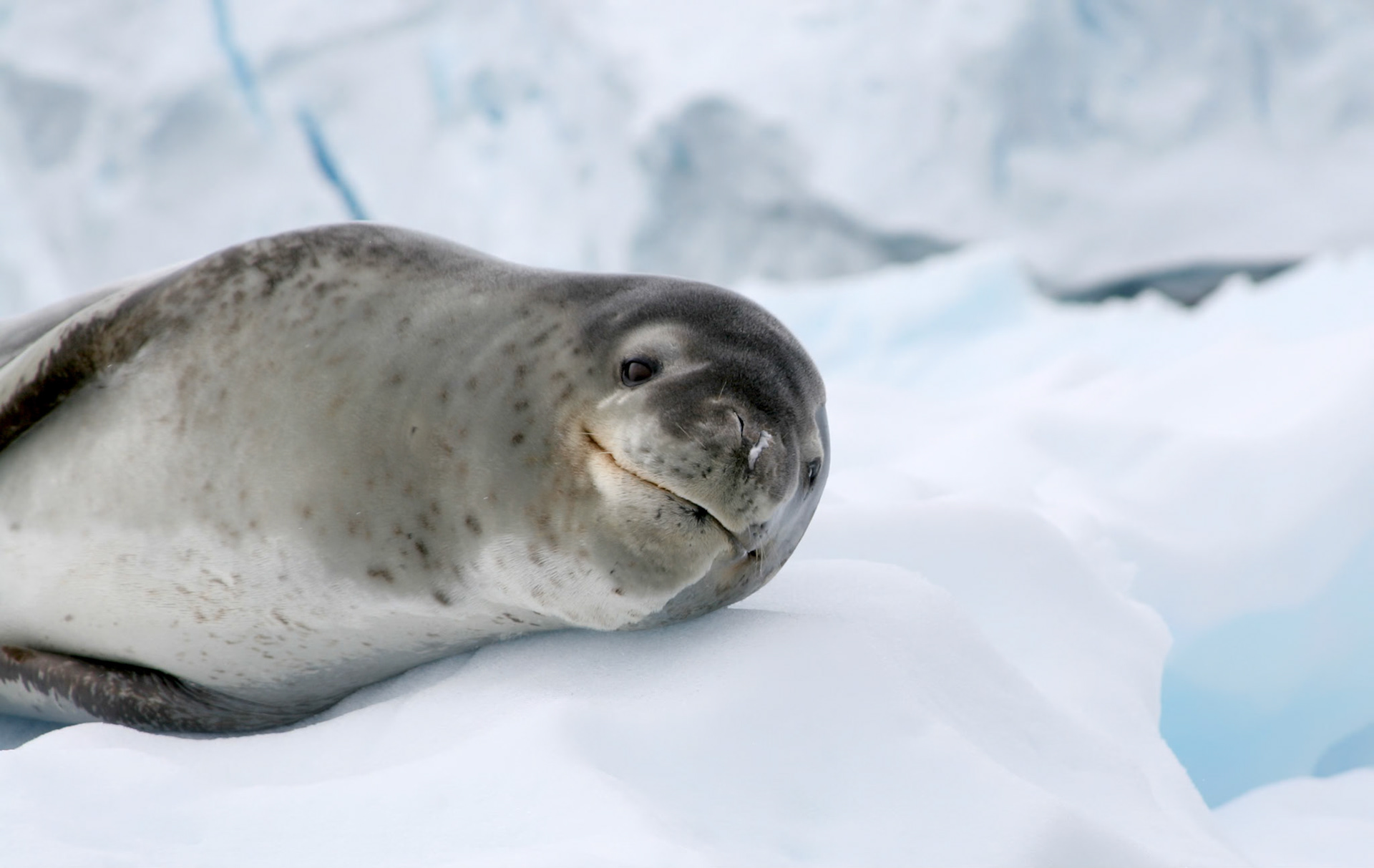 Leopard Seal in Gerlache Strait