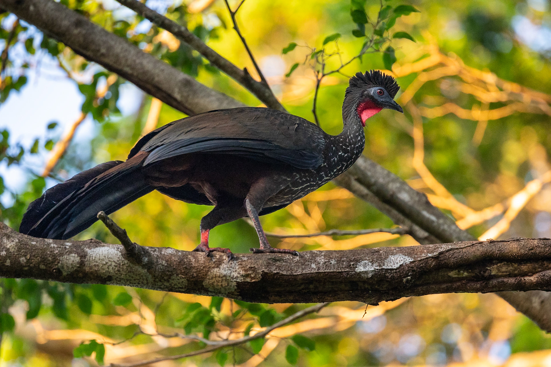 Crested Guan.