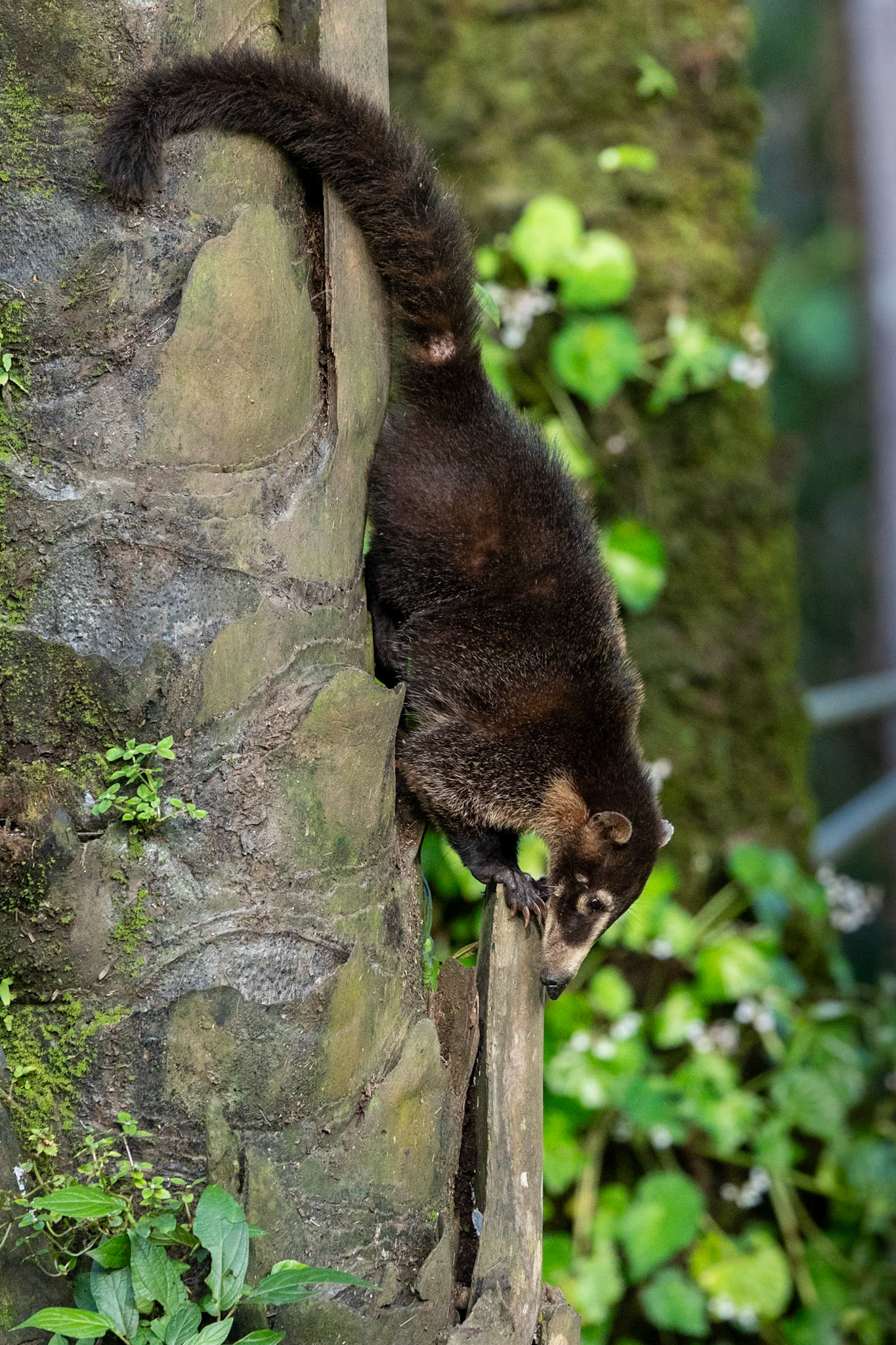 White-nosed Coati.