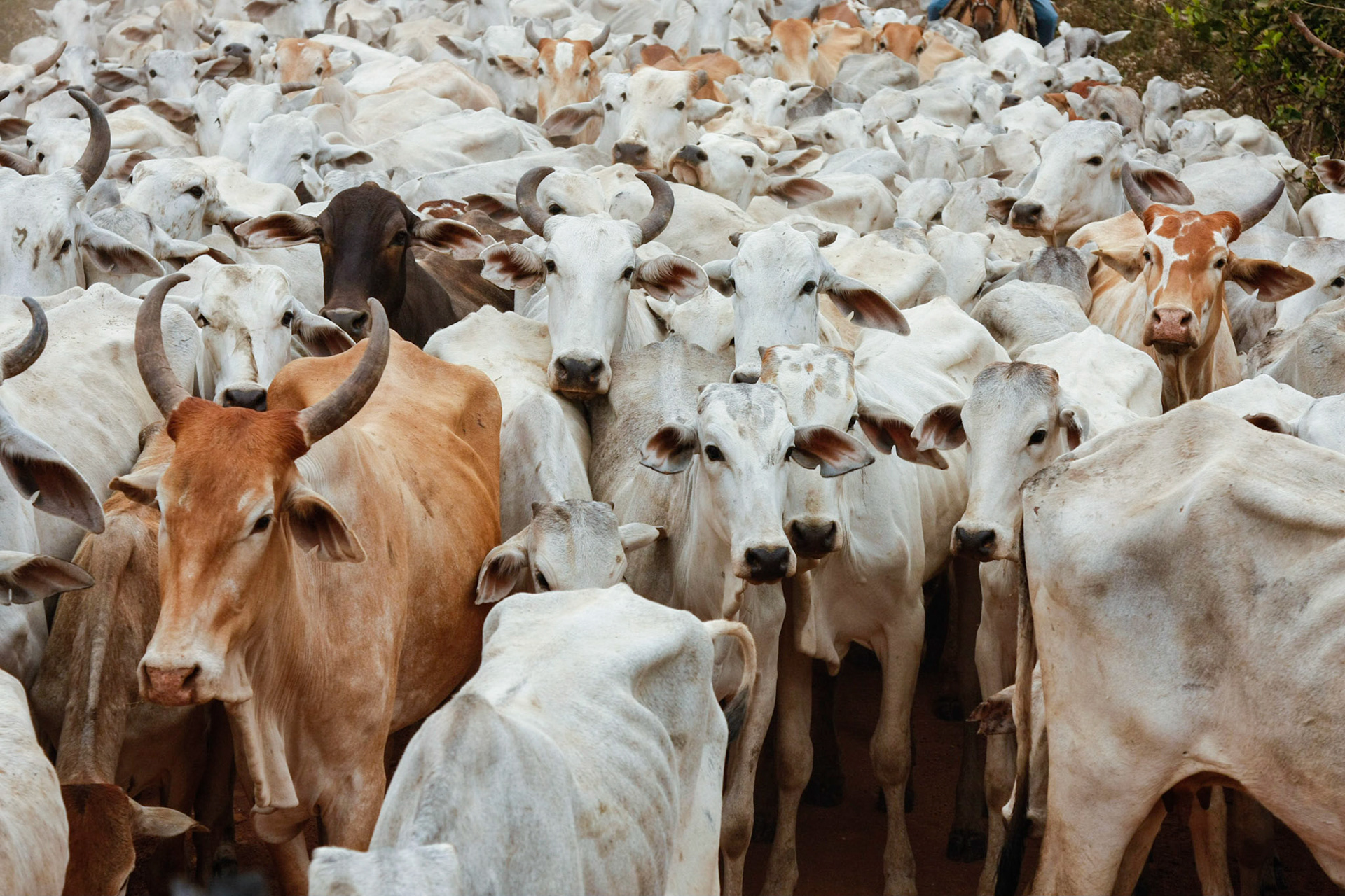 Cattle drive in the Pantanal, Brazil.2011.