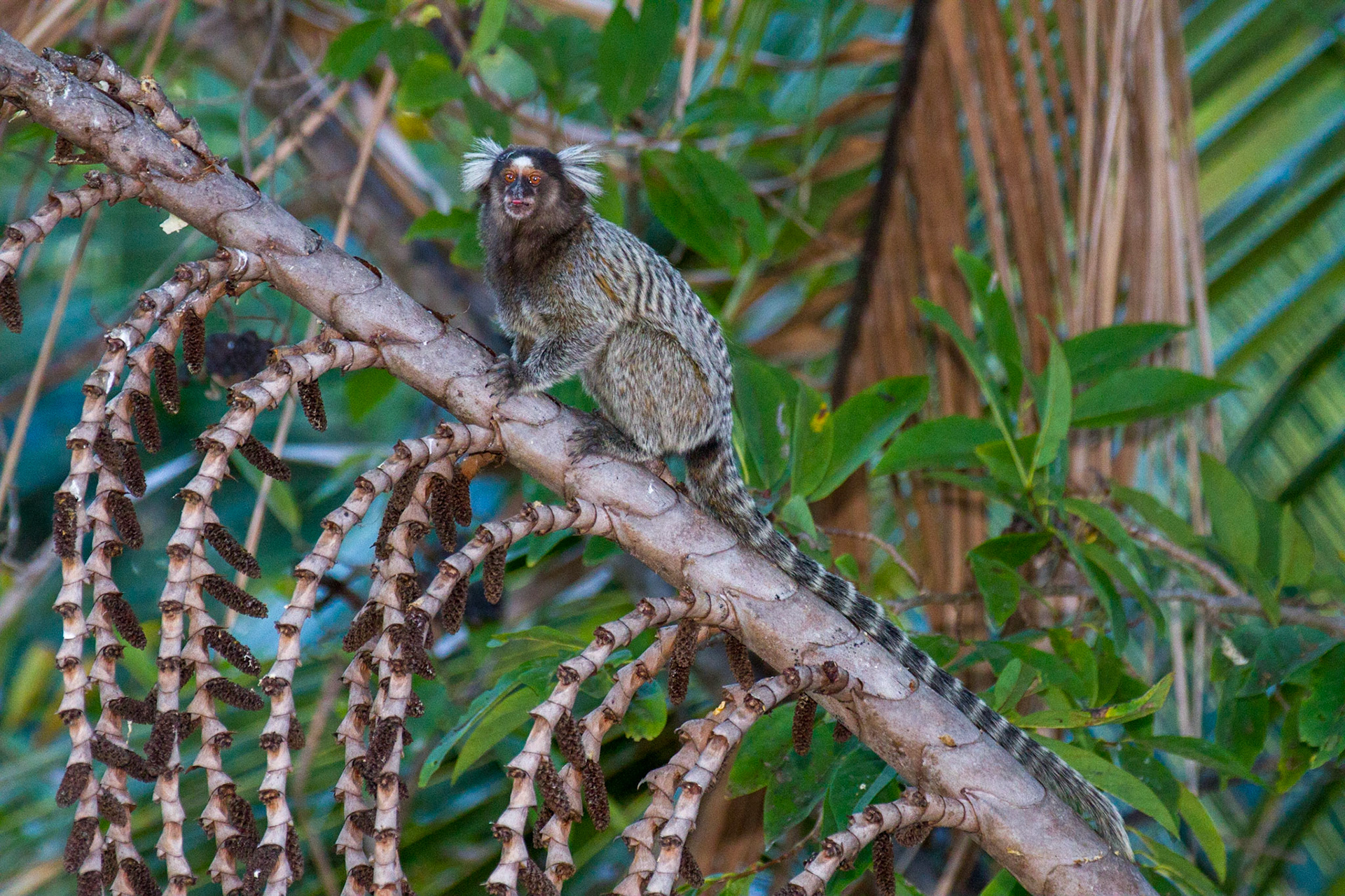 The tufted-eared marmoset is a small new world monkey that is endemic to Brazil. 2011.