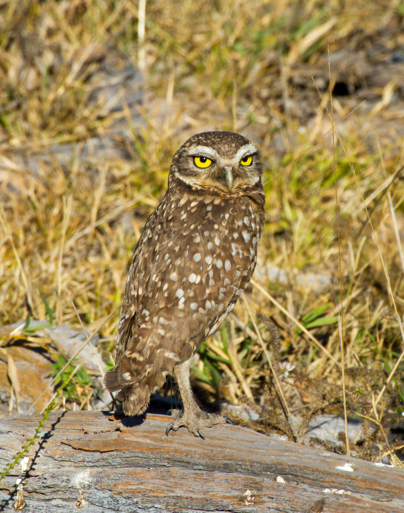Burrowing owl, Cerrado biome, Brazil.2011.