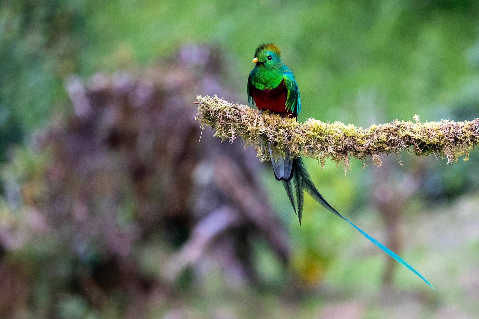 Resplendent Quetzal.