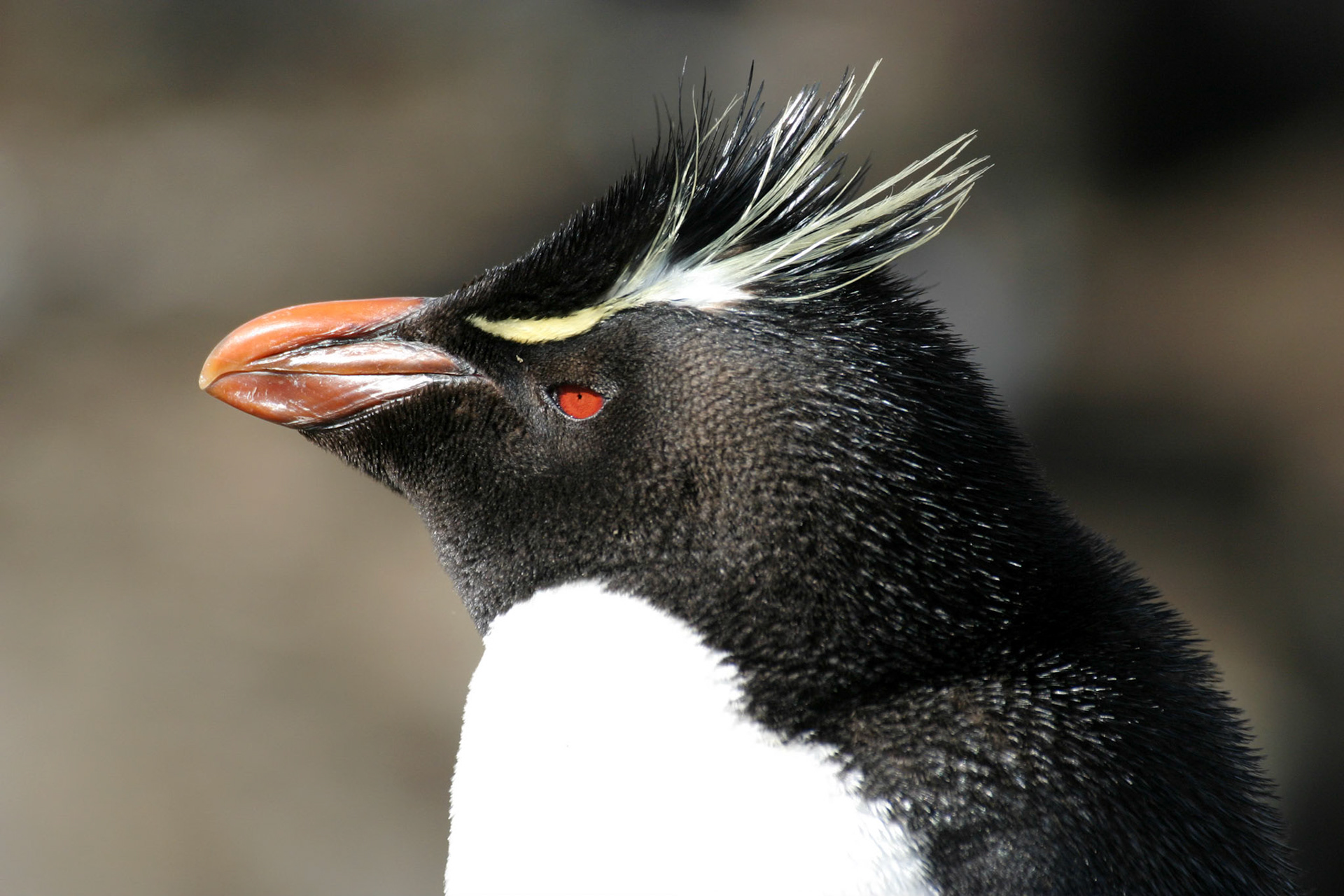 Rockhopper Pengiun, Falkland Islands
