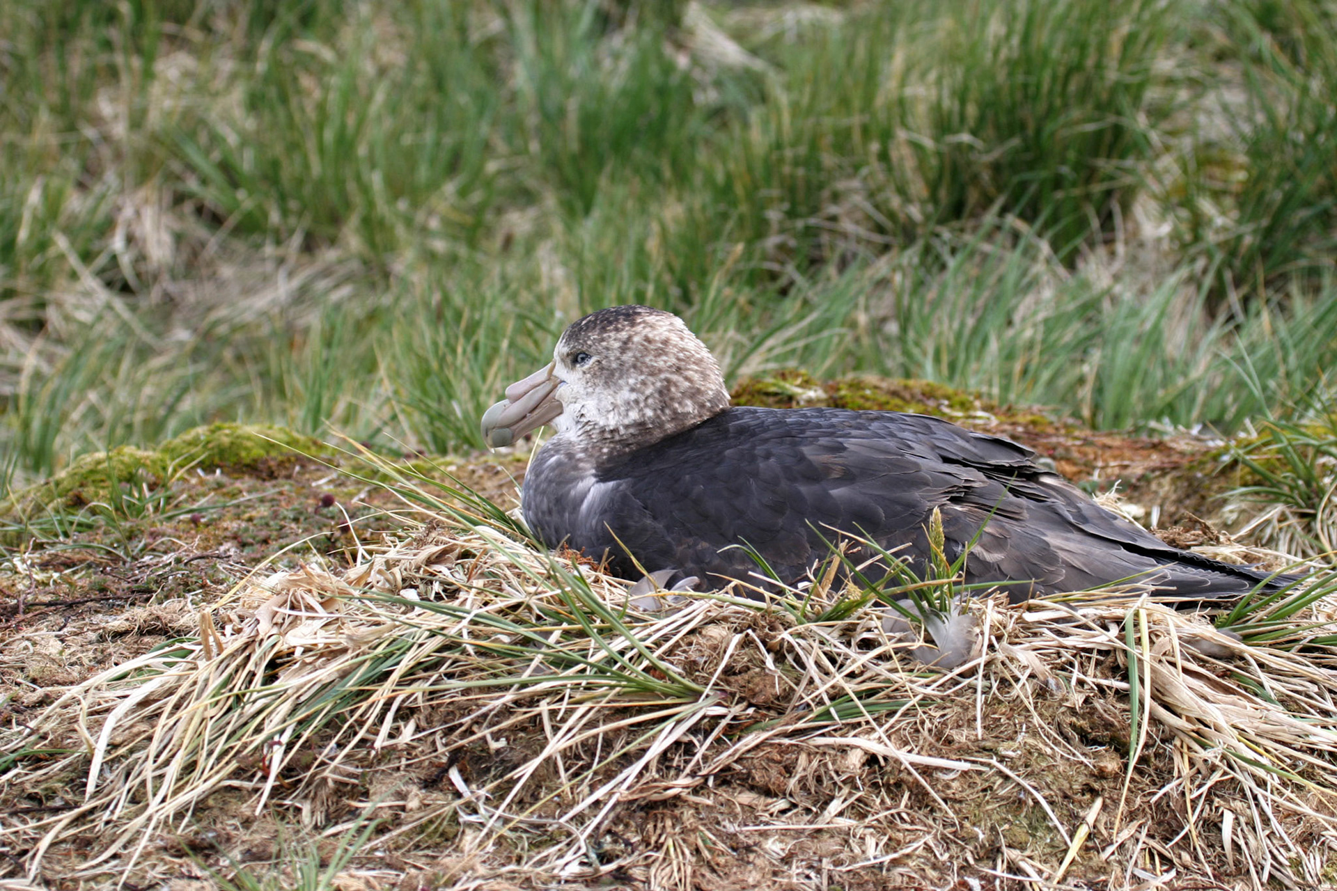 Southern Giant Petrel, Prion Isand