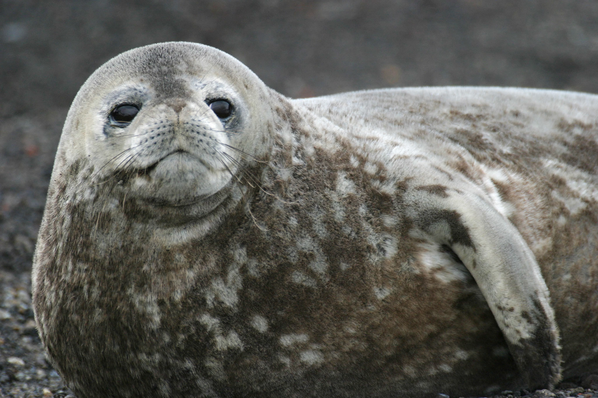 Weddell Seal, Portal Point