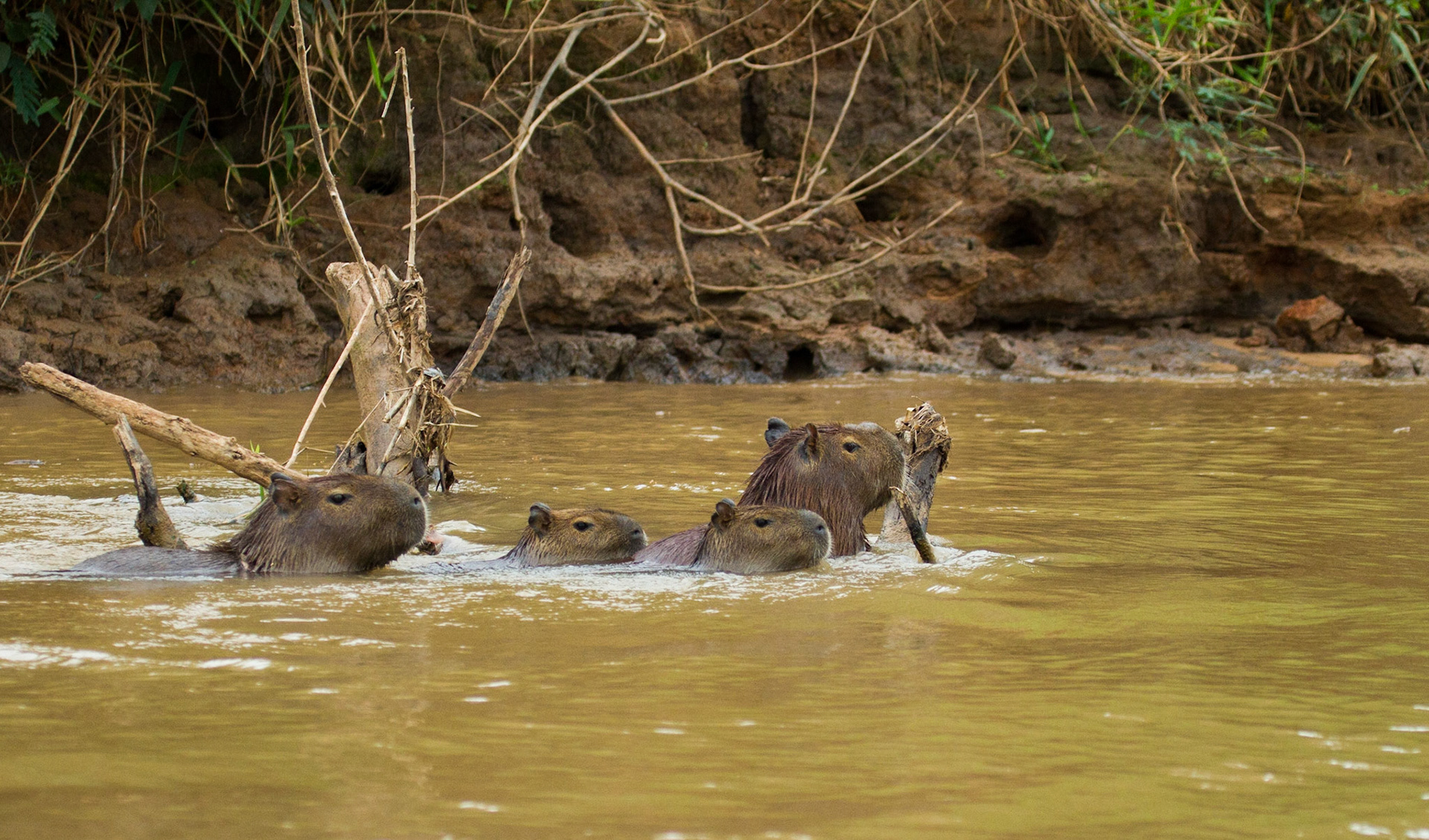 The capybara, which is a large rodent, is the primary grazing animal in the Pantanal. 2011.