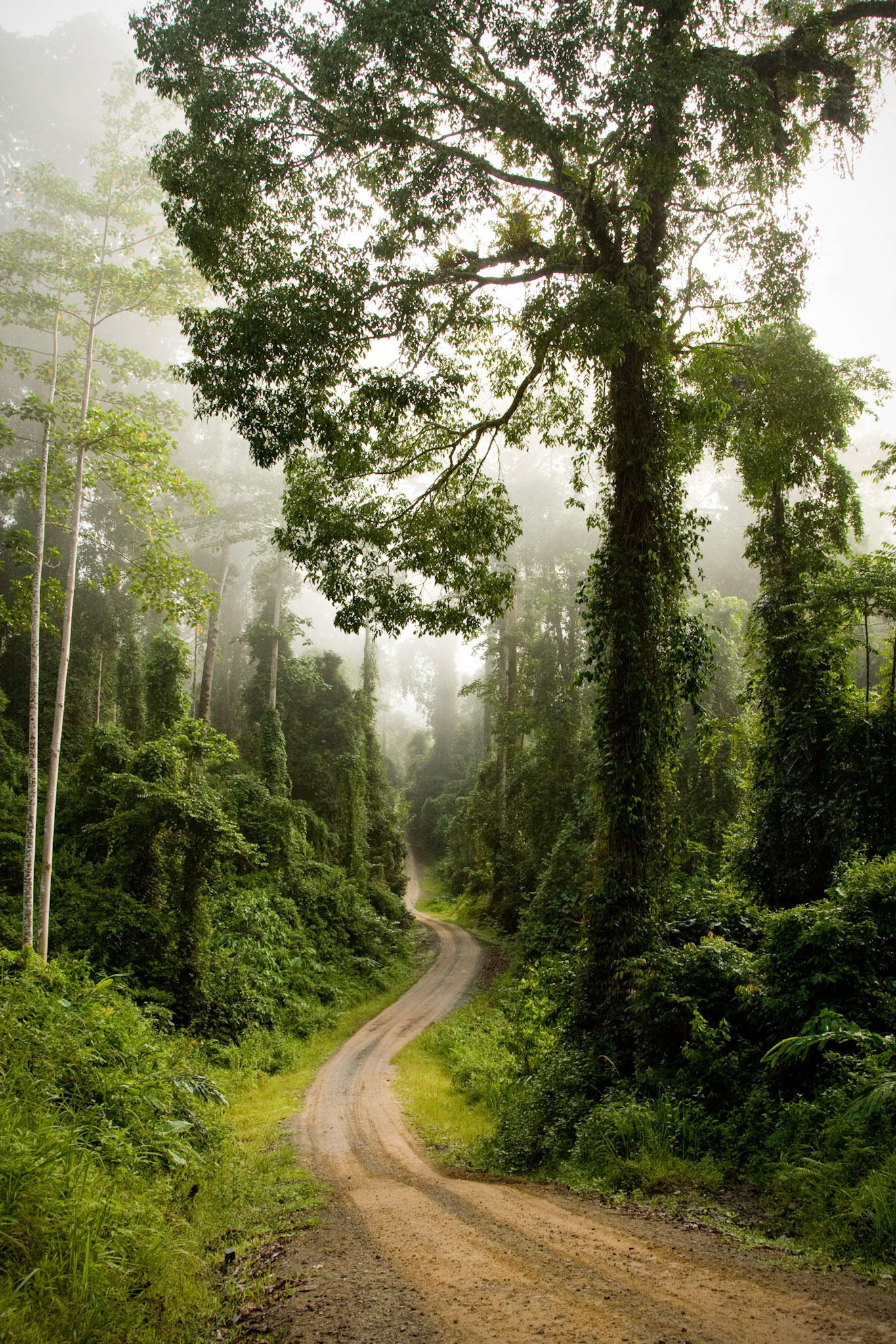 Danum Valley Conservation Area.