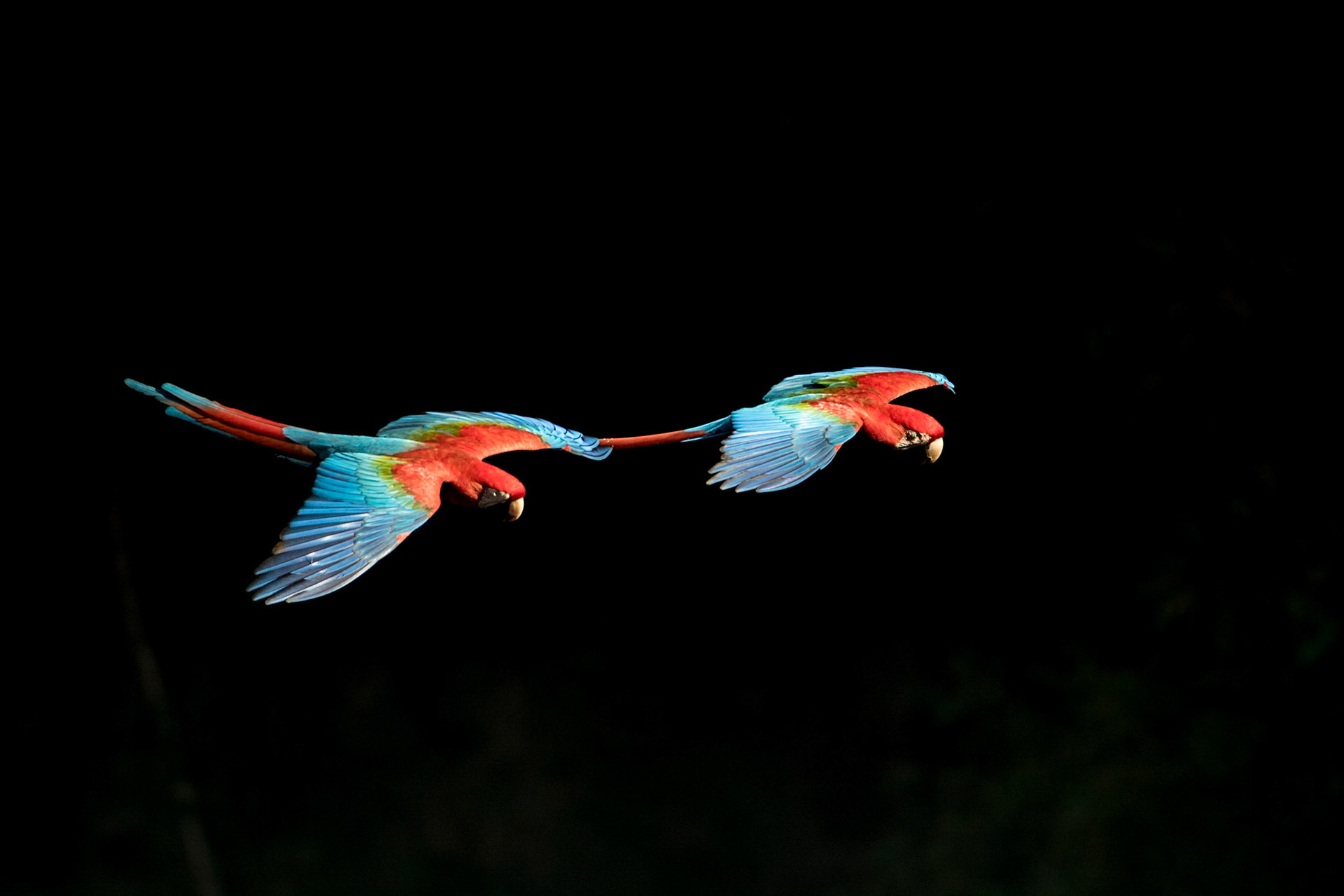 Red and Green Macaws flying over a huge sinkhole called Buraco das Araras in Mato Grosso Do SuI, Brazil. 2016.