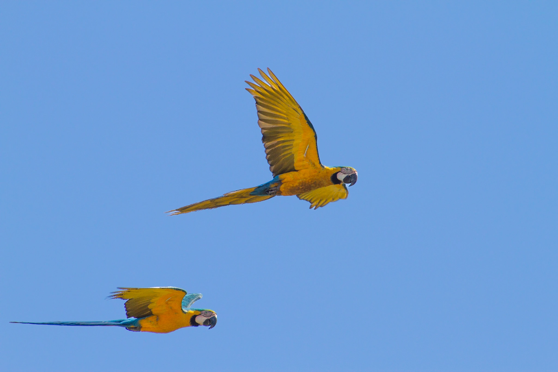 Blue and Yellow Macaws. Piaui, Brazil. 2011.