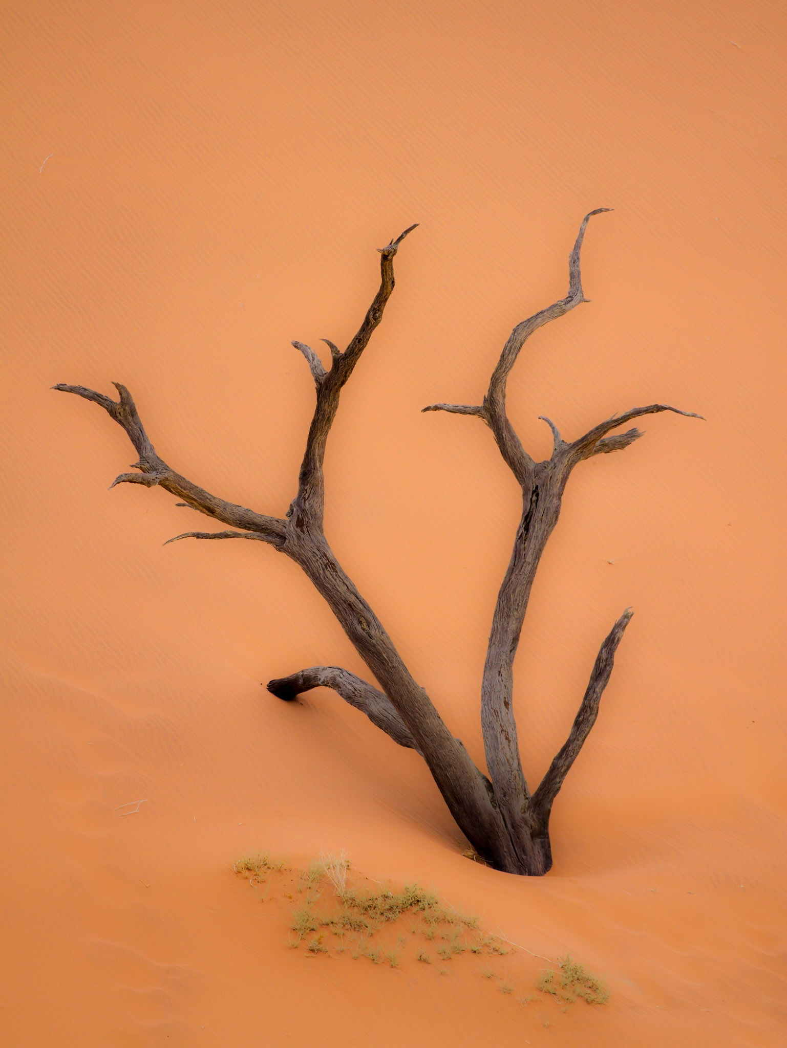 The Namib Desert of southwest Africa, Deadvlei, Namibia