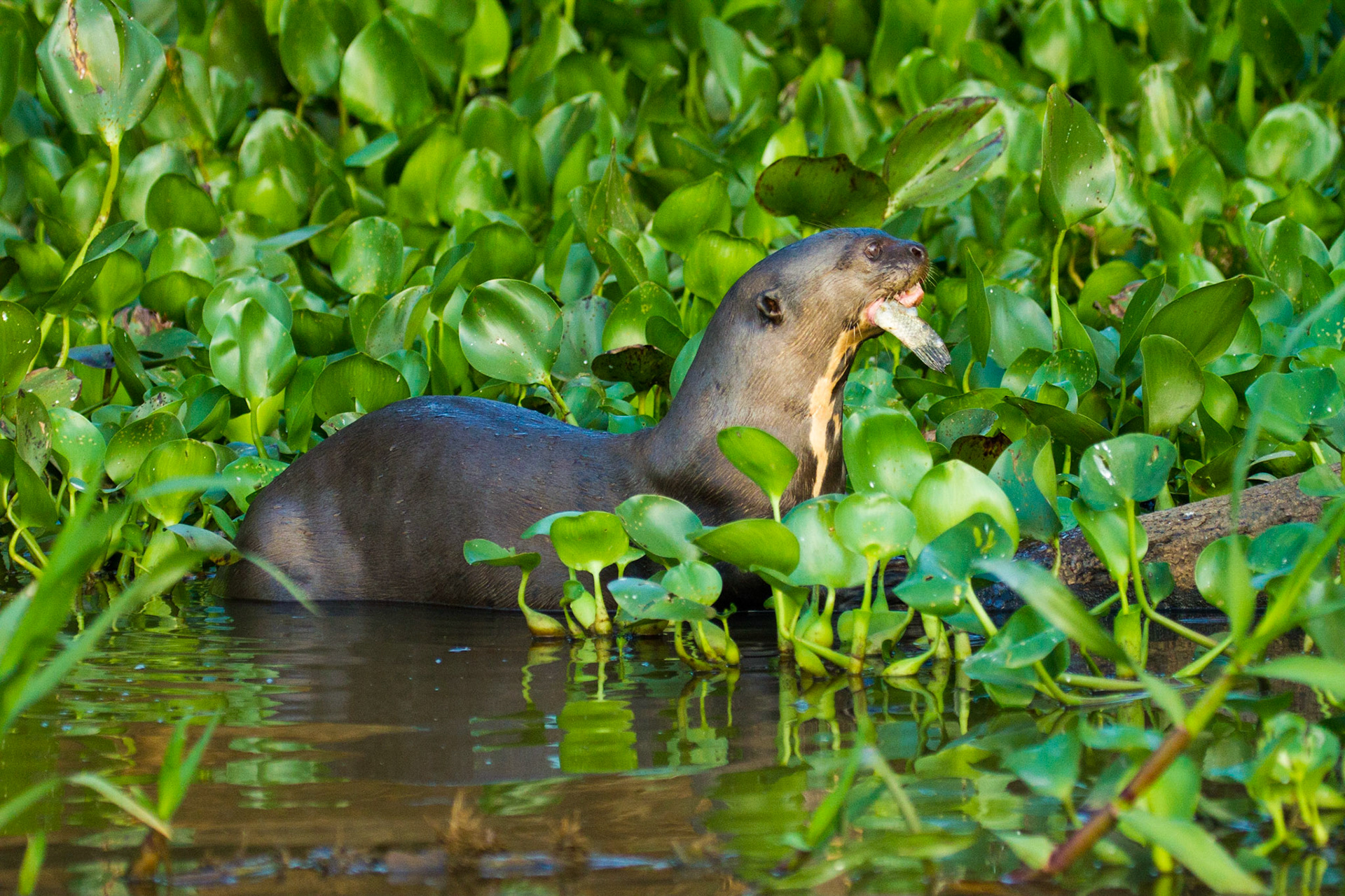 Endangered giant otter. Pantanal, Brazil. 2011.