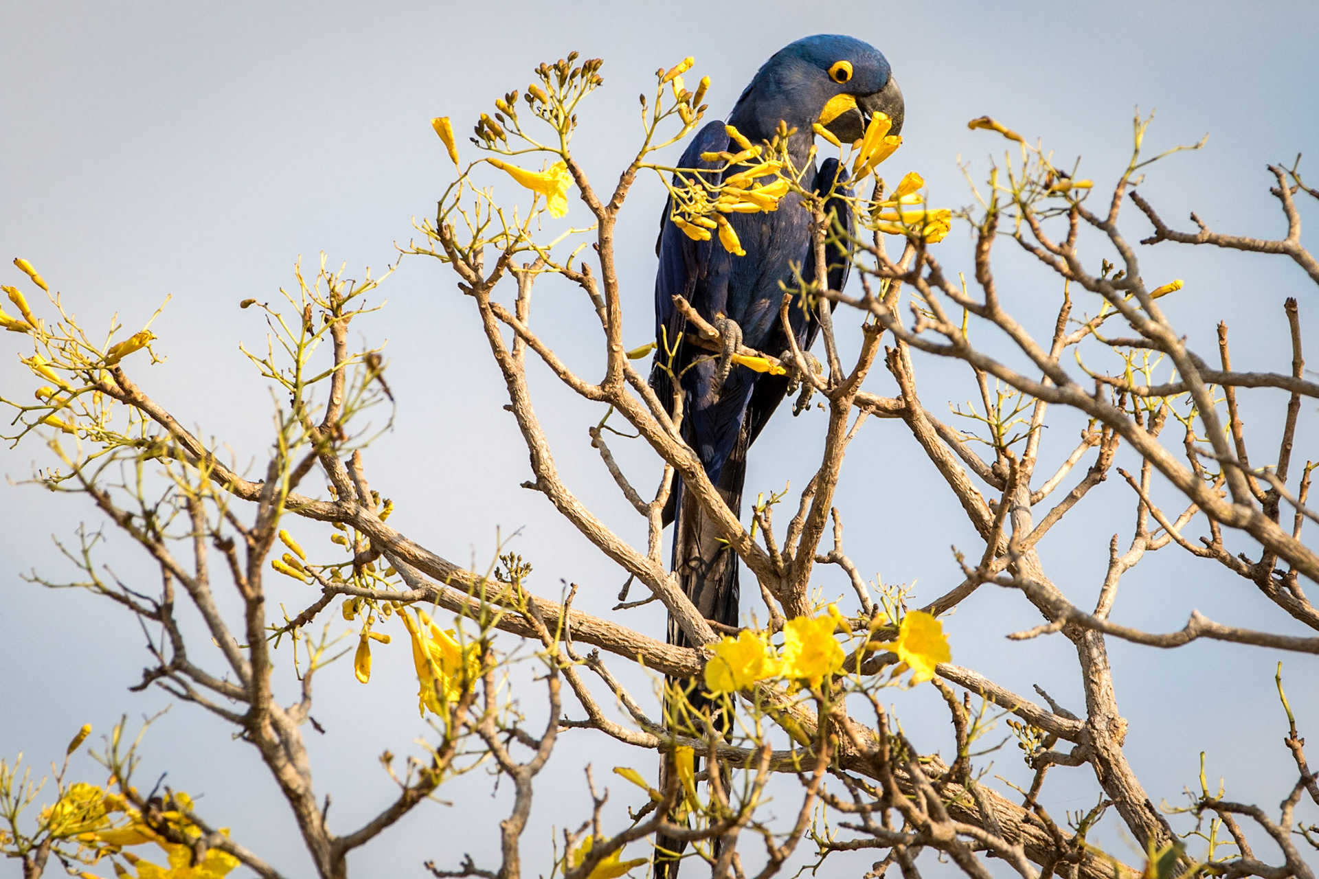 Hyacinth Macaw, Barranco Alto, Brazil. 2016.