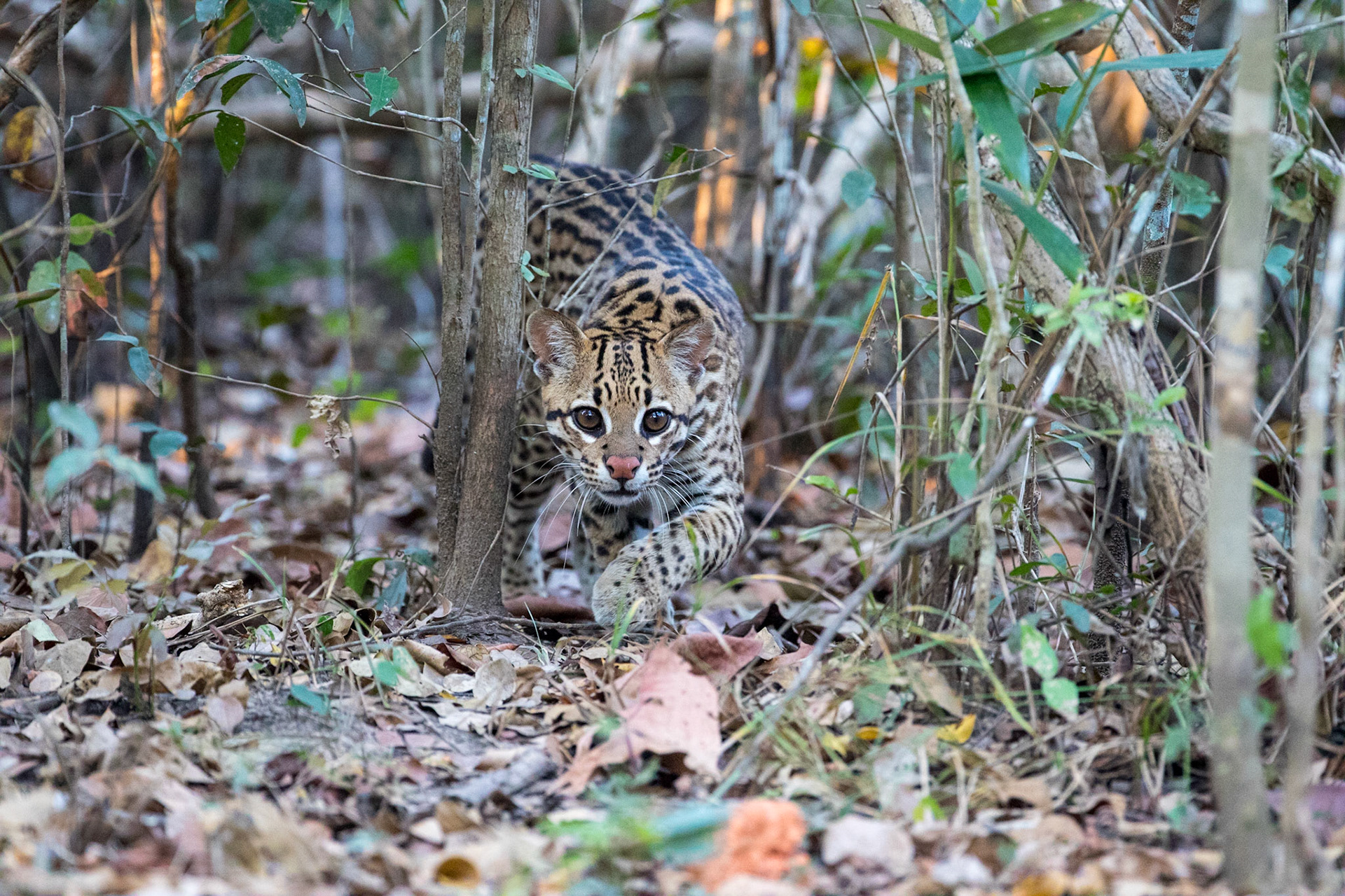 Ocelot, Pantanal, Brazil. 2016.
