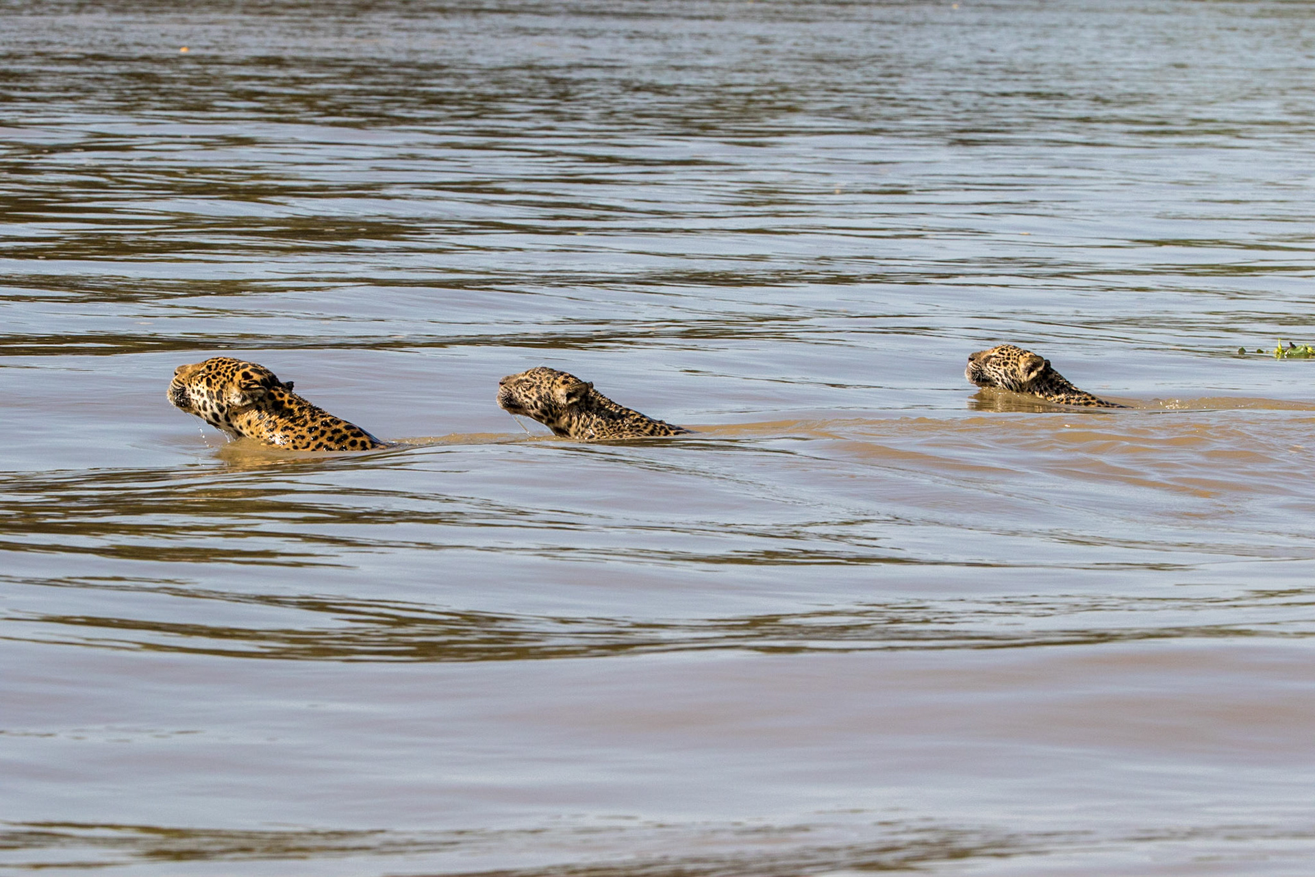 Female jaguar with two cubs. Pantanal, Brazil. 2016.
