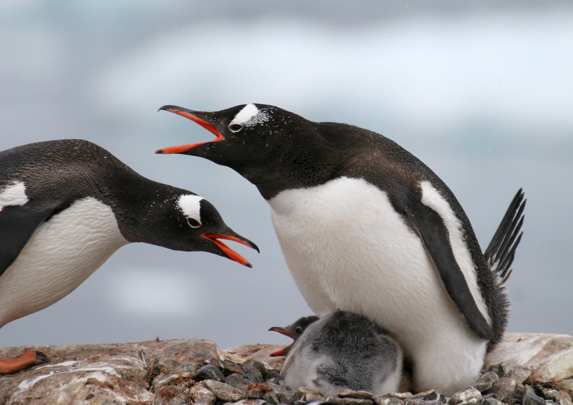 Gentoo Penguins with Chick, Cuverville Island